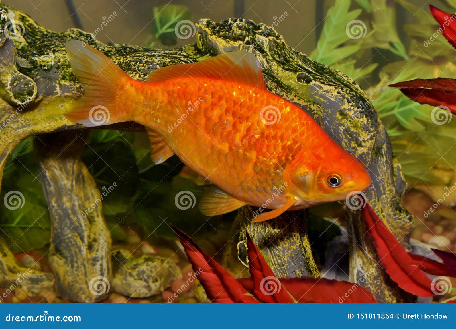 common goldfish aquarium