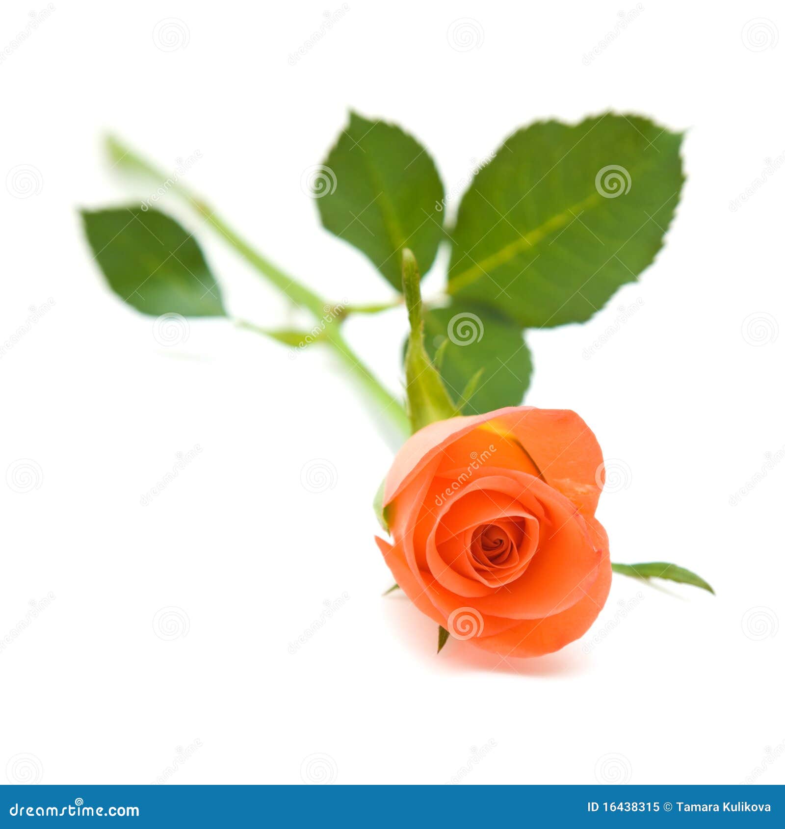 single orange rose