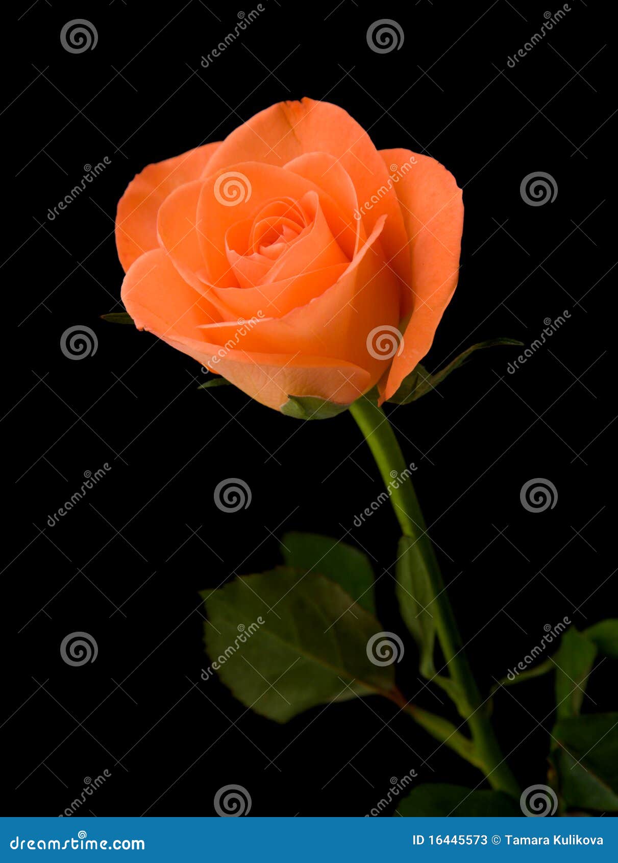 single orange rose