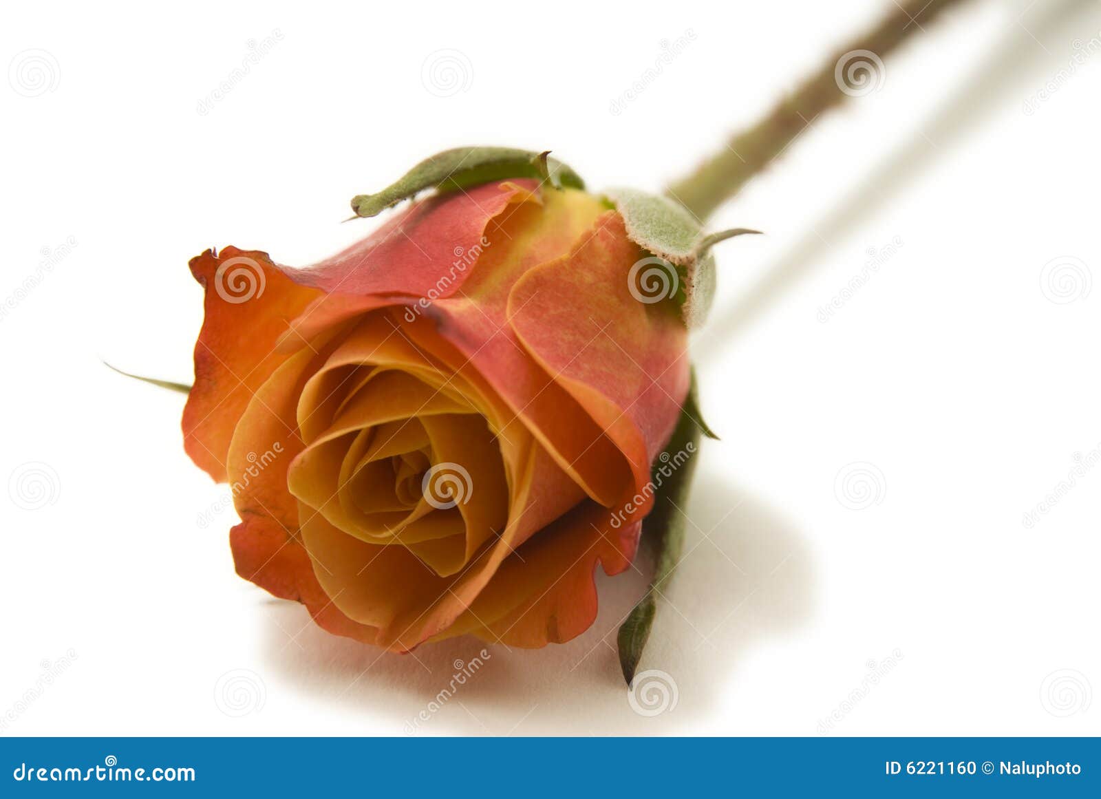 orange roses images