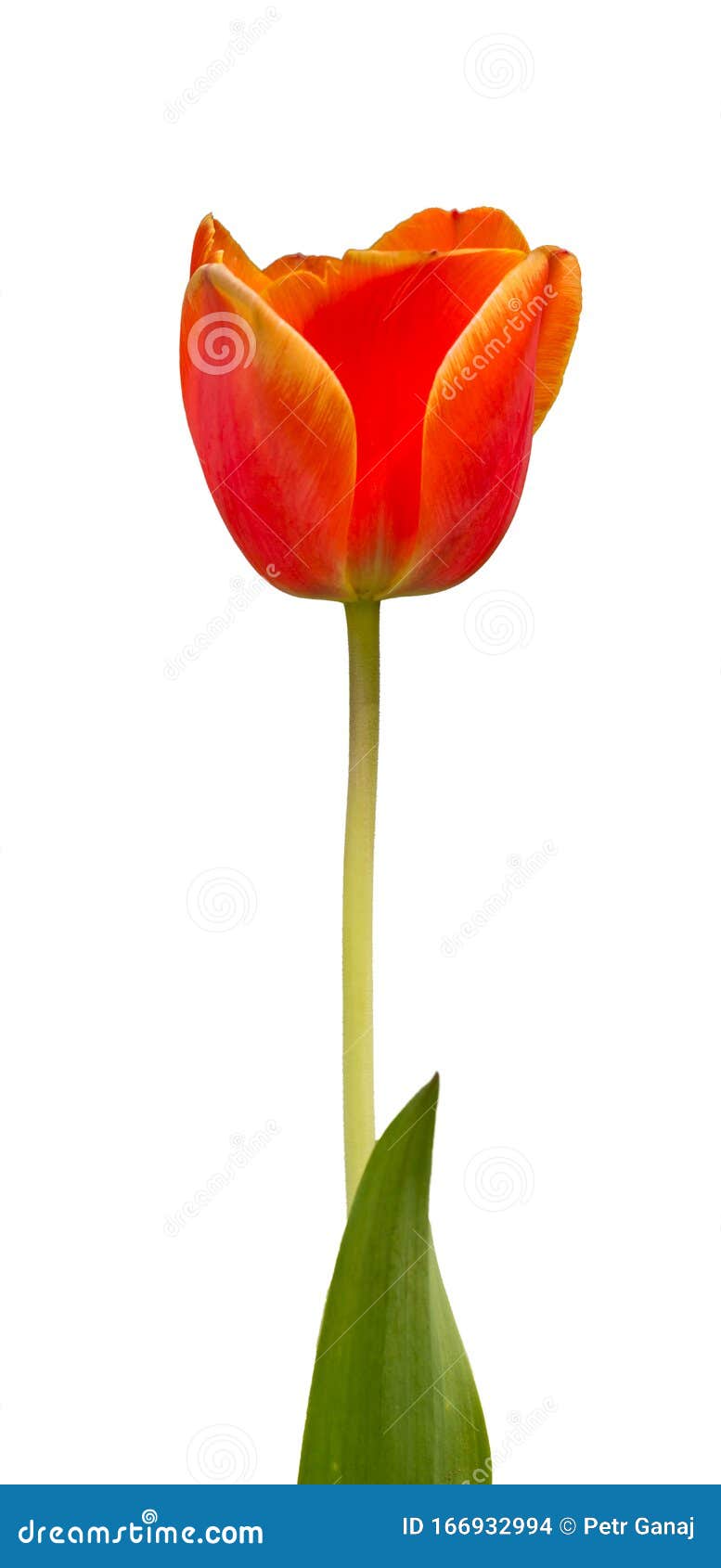 Single Orange Yellow Tulip Flower with Stem and Leaf Isolated Stock