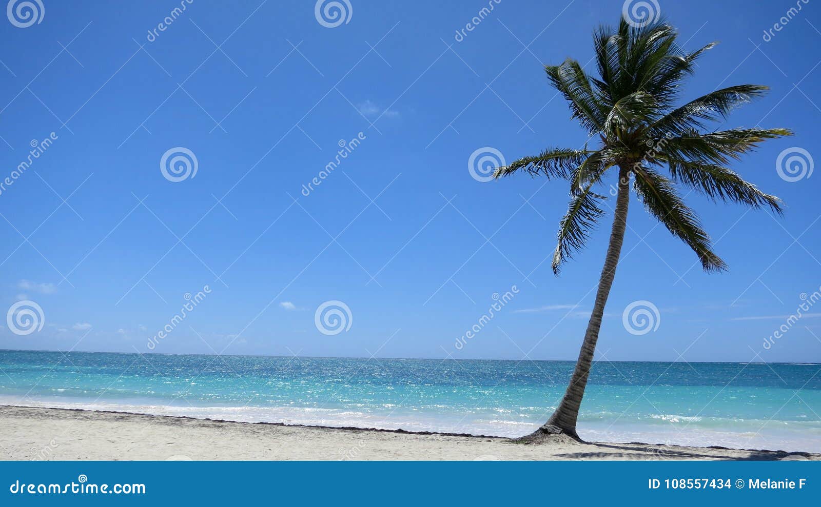 Single Palm Tree on Tropical Caribbean Beach in Dominican Republic ...