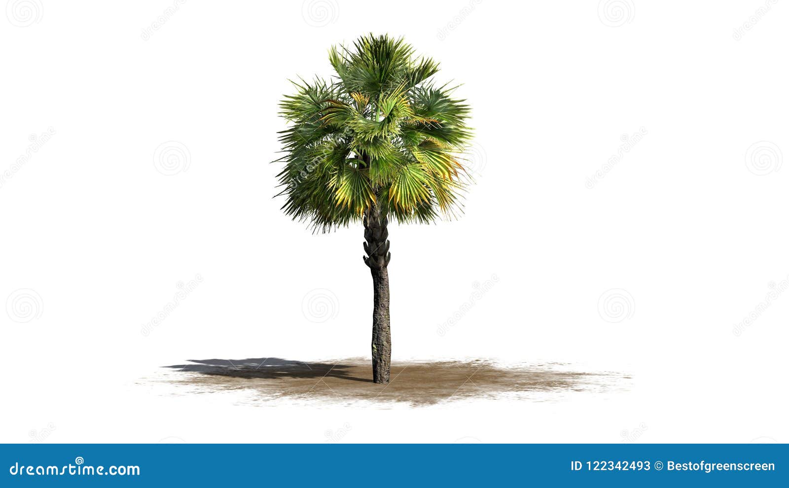 Single Palmetto palm tree stock illustration. Illustration of lush ...