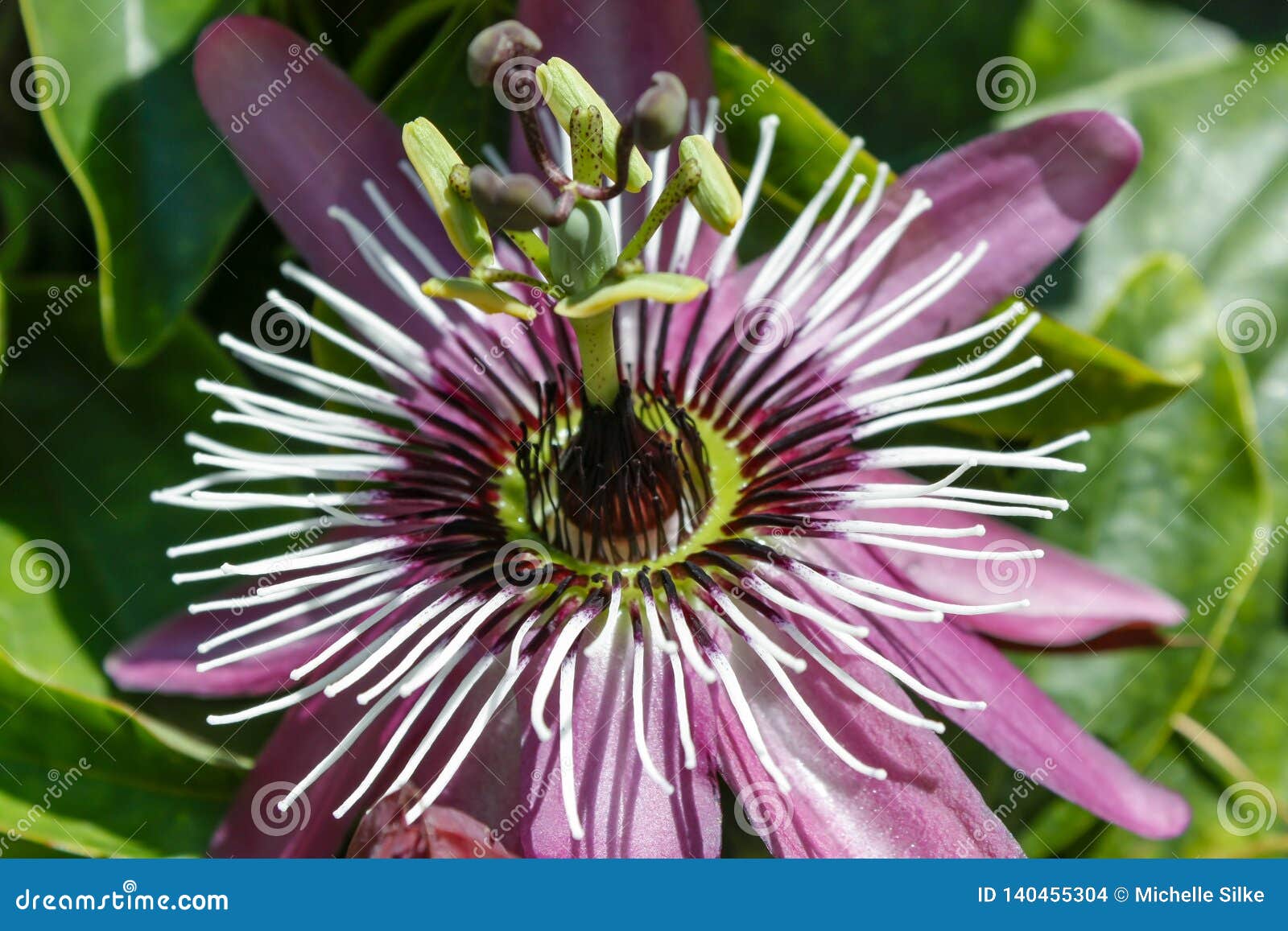 Single Passionfruit Flower in the Sun Stock Photo Image of leaf