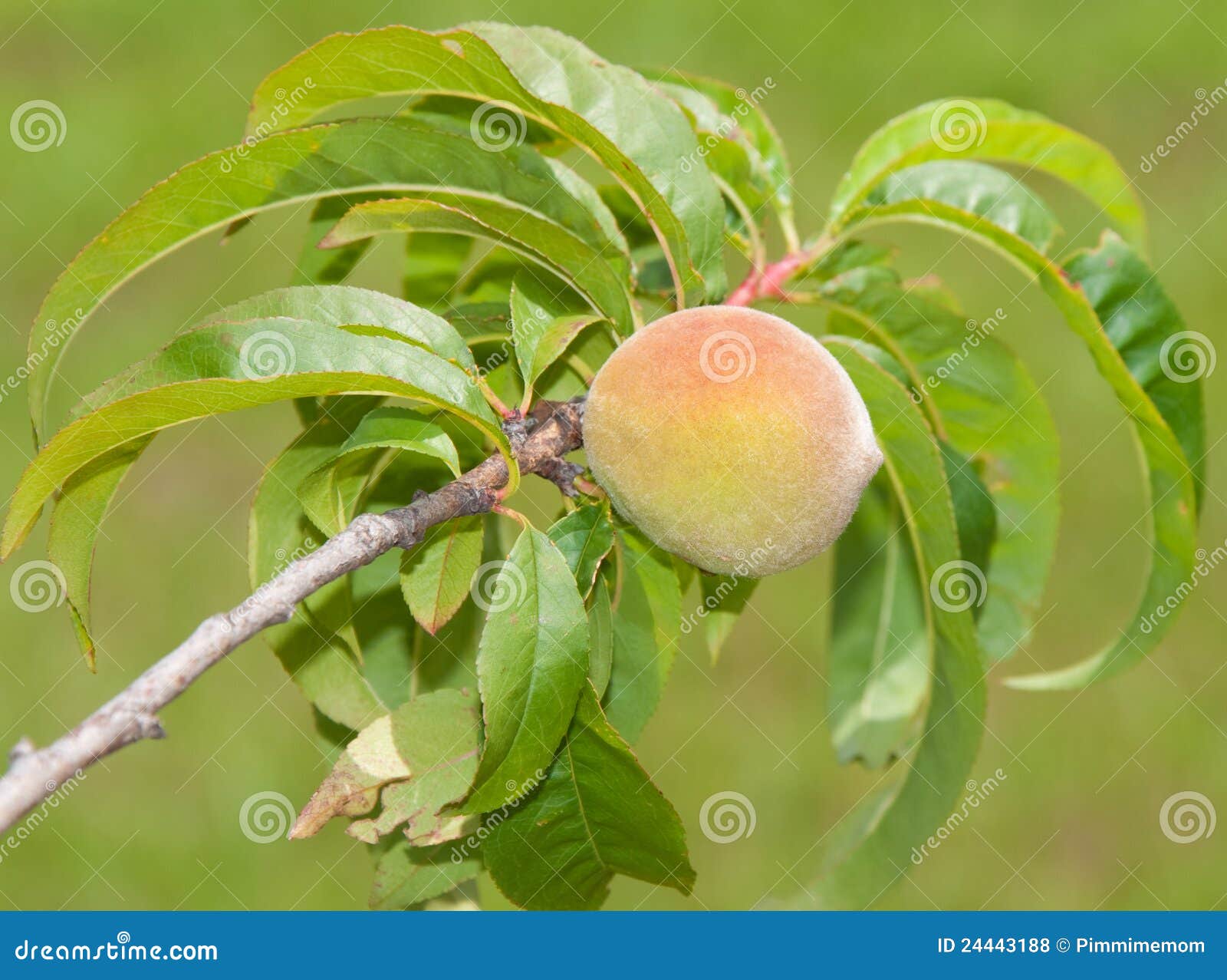 Single Peach Ripening in a Small Tree Stock Photo Image of pink