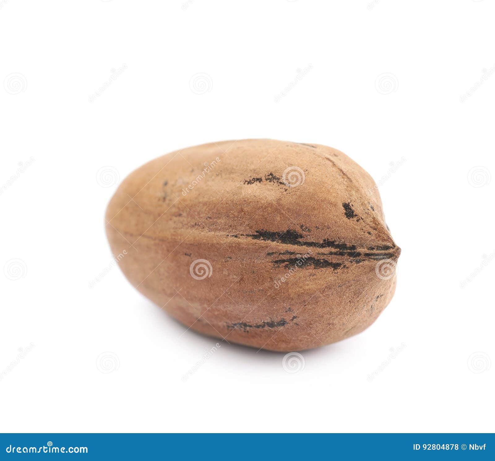 Single pecan nut isolated stock photo. Image of pecannut 92804878