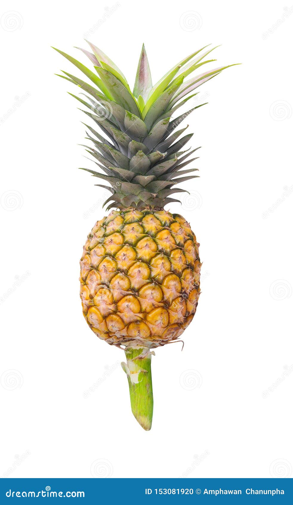 Single Pineapple Fruit with Green Leaves Patterns and Stem Isolated on White Background
