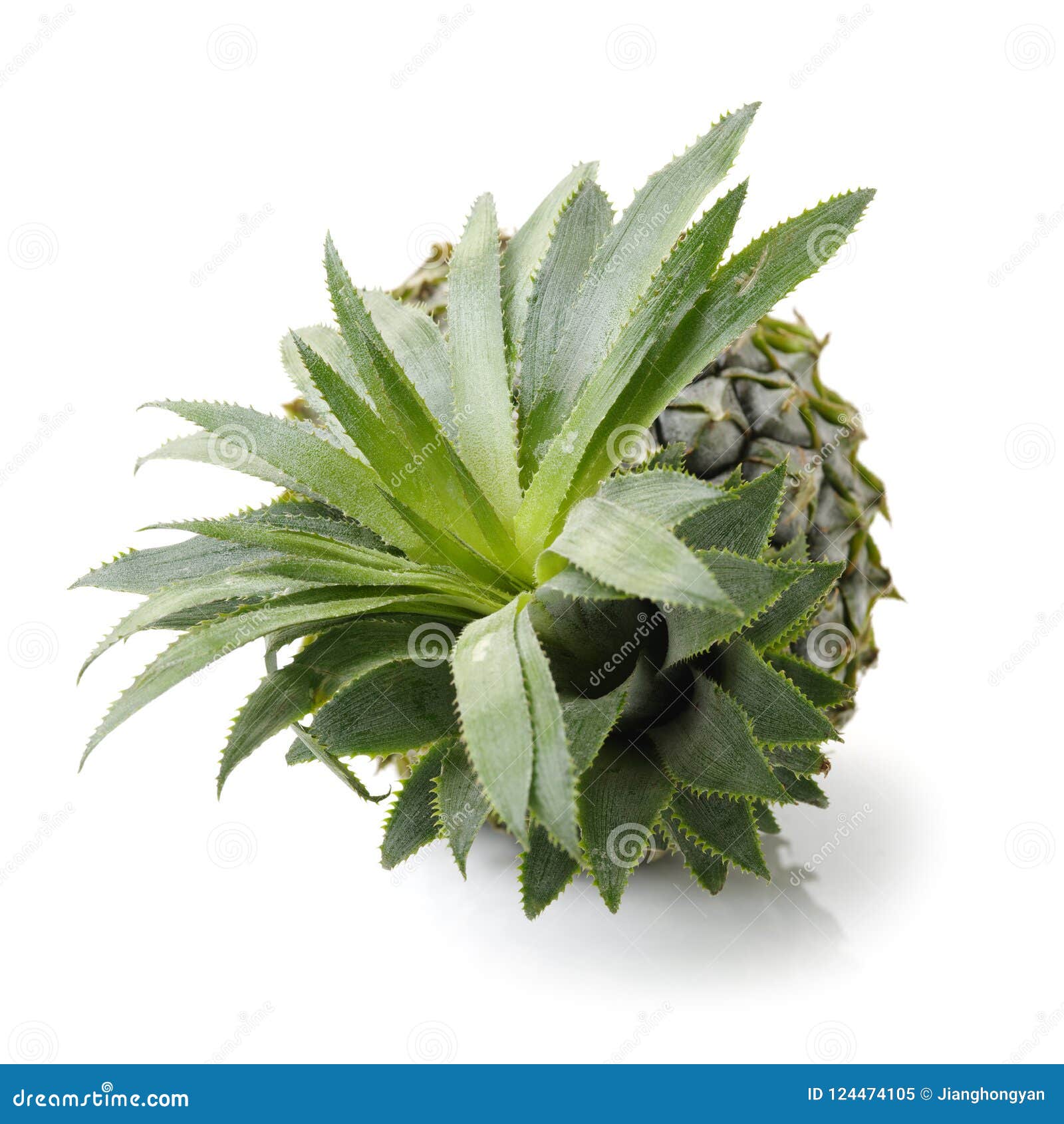 A Single Pineapple Offset To The Left Stock Image Image of green