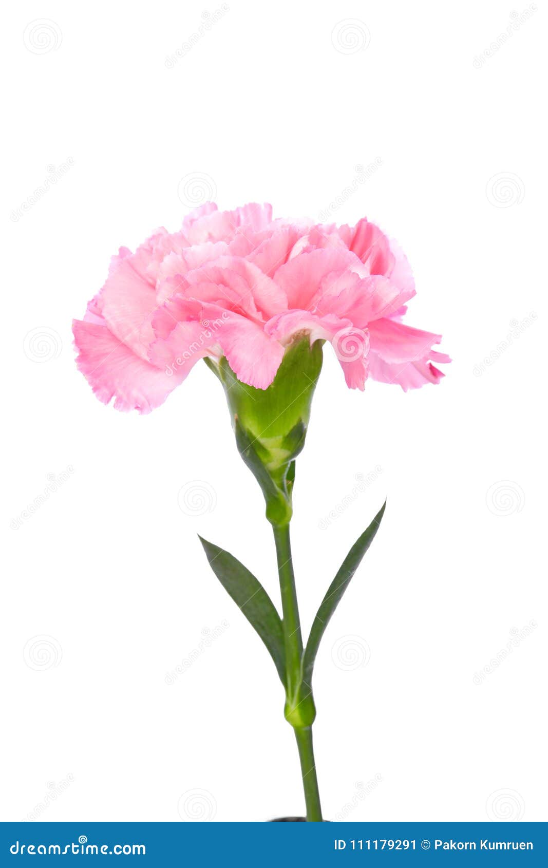 Single pink Carnation stock image. Image of botany, pattern 111179291