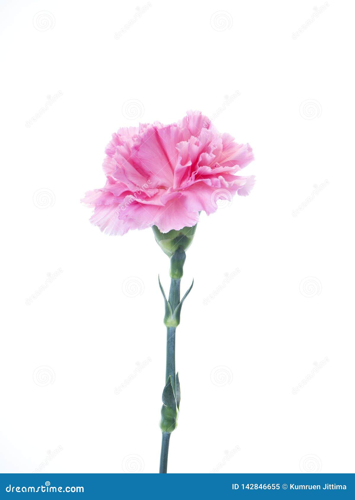 Single Pink Carnations Flower On White Stock Image Image Of Macro