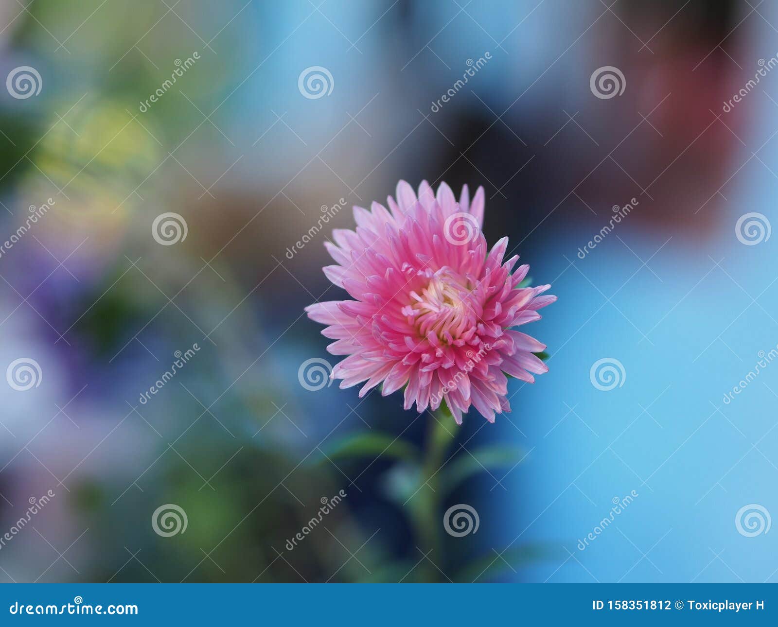 single pink chrysantemum bloom
