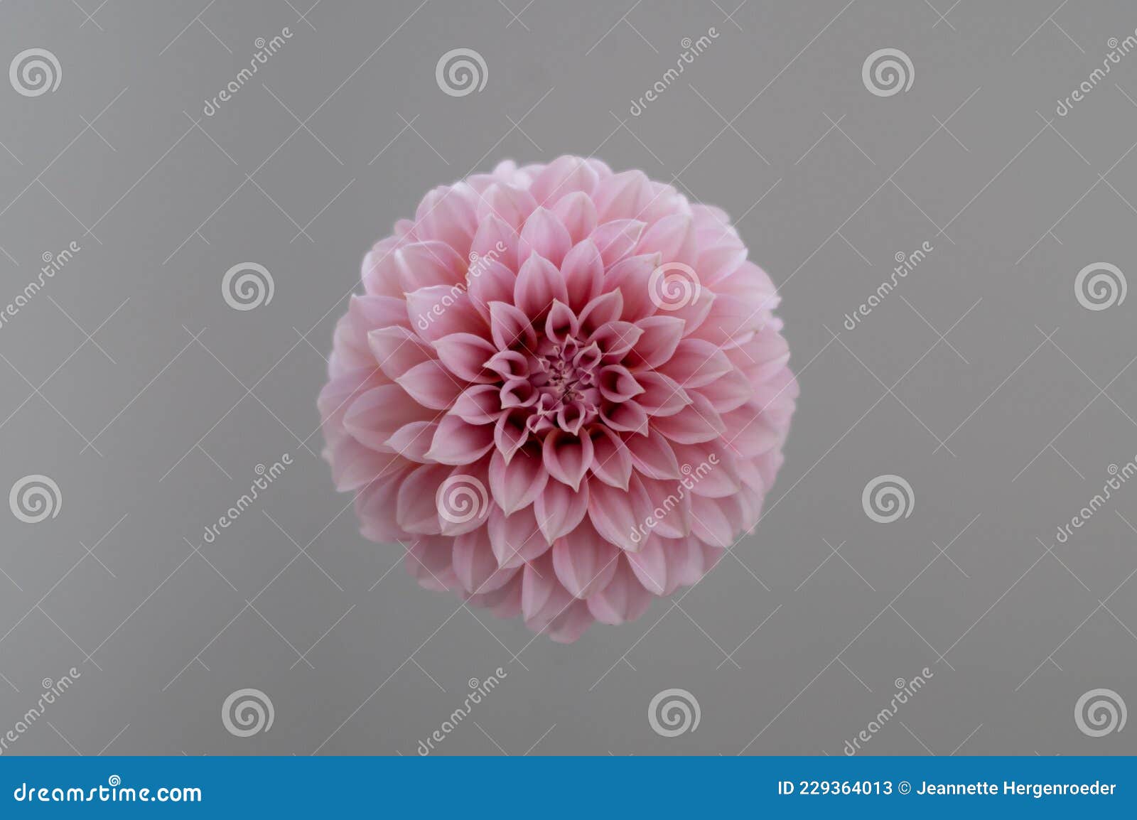Single Pink Dahlia on Grey Background Stock Image - Image of bloomed,  flower: 229364013