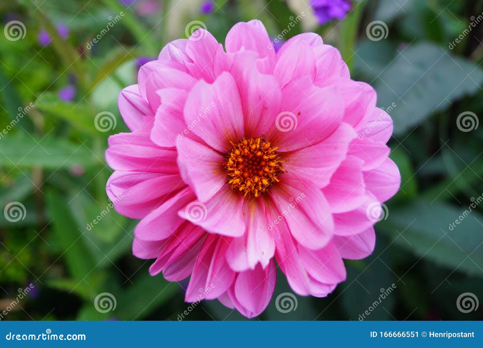 single pink dhalia flower