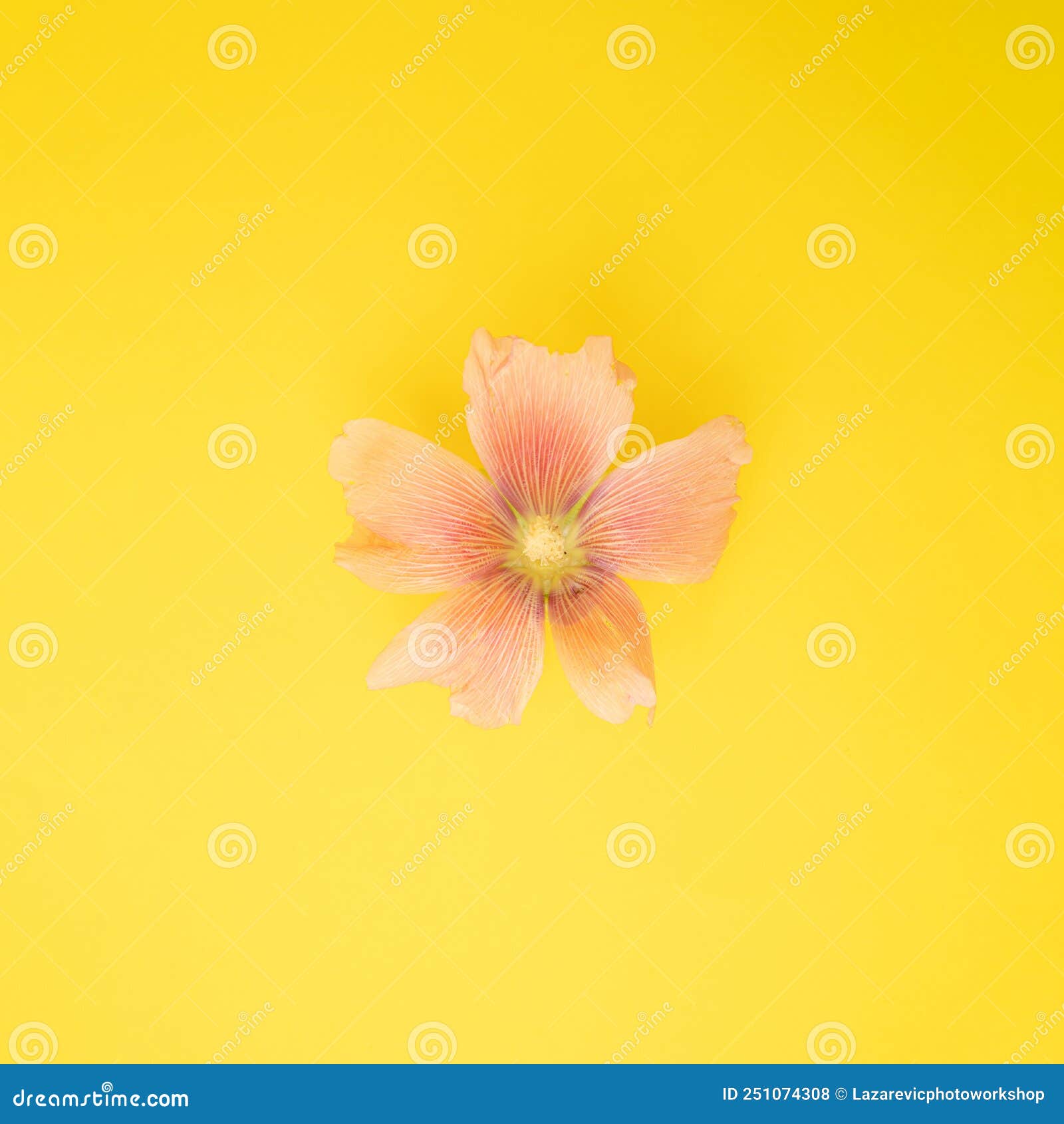 Single Pink Flower on a Yellow Background Stock Photo Image of
