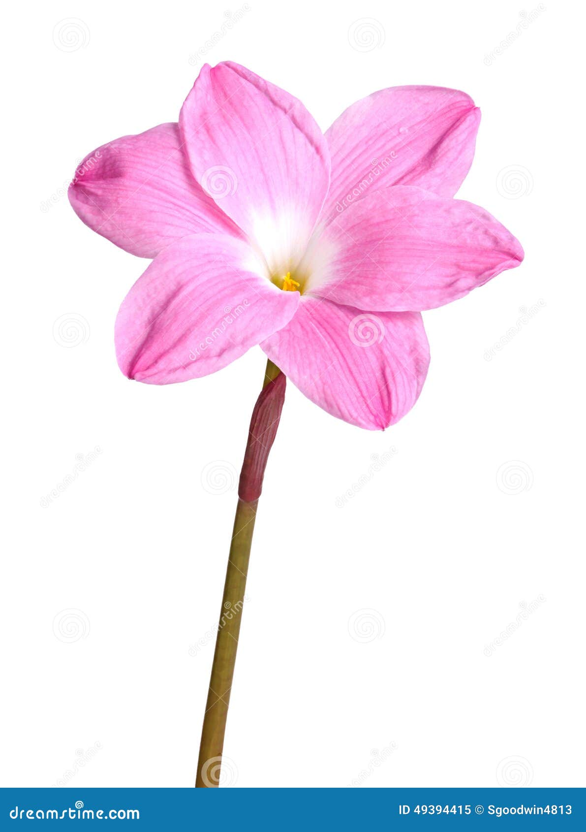 single pink flower of a zephyranthes cultivar  against w