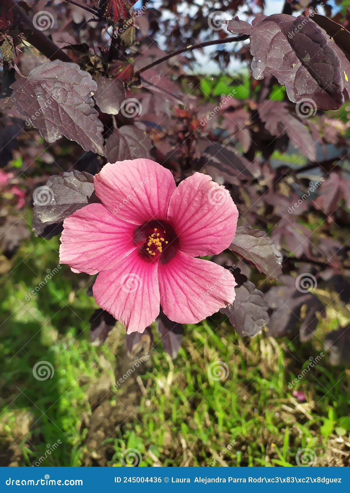 a single pink hawaiian hibiscus flower with purple leaves. una ÃÂºnica flor de cayena color rosado con hojas color morado
