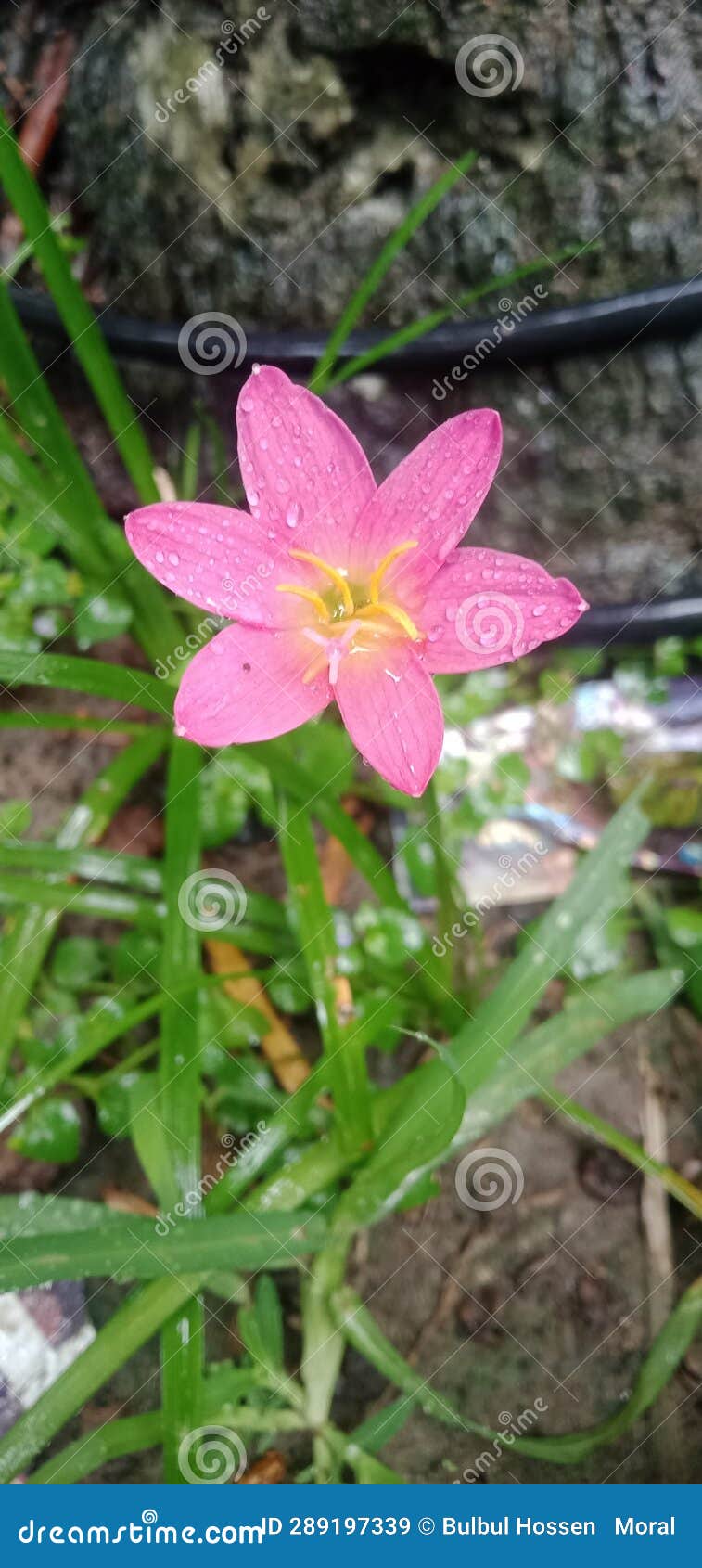 Beautiful Pink Lily Flower in the Open Field. Stock Image Image of