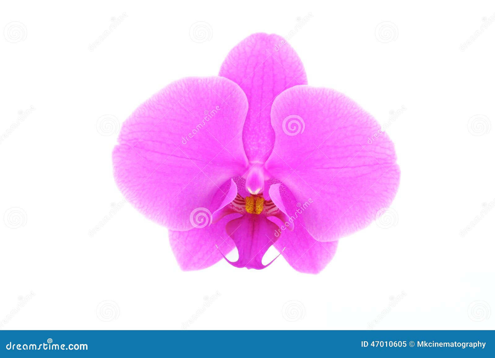 Single Pink Orchid Flower Stock Photo 47010605 Megapixl
