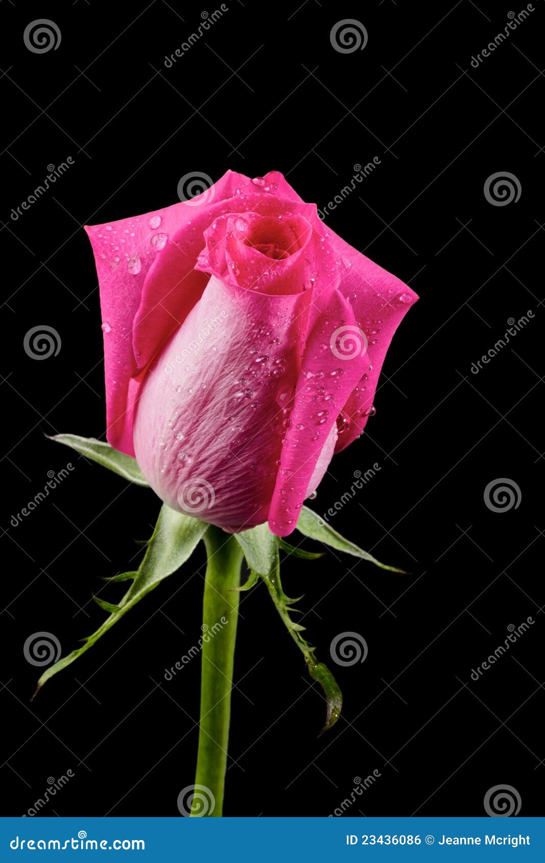 single pink rosebud with sparkling dew drops