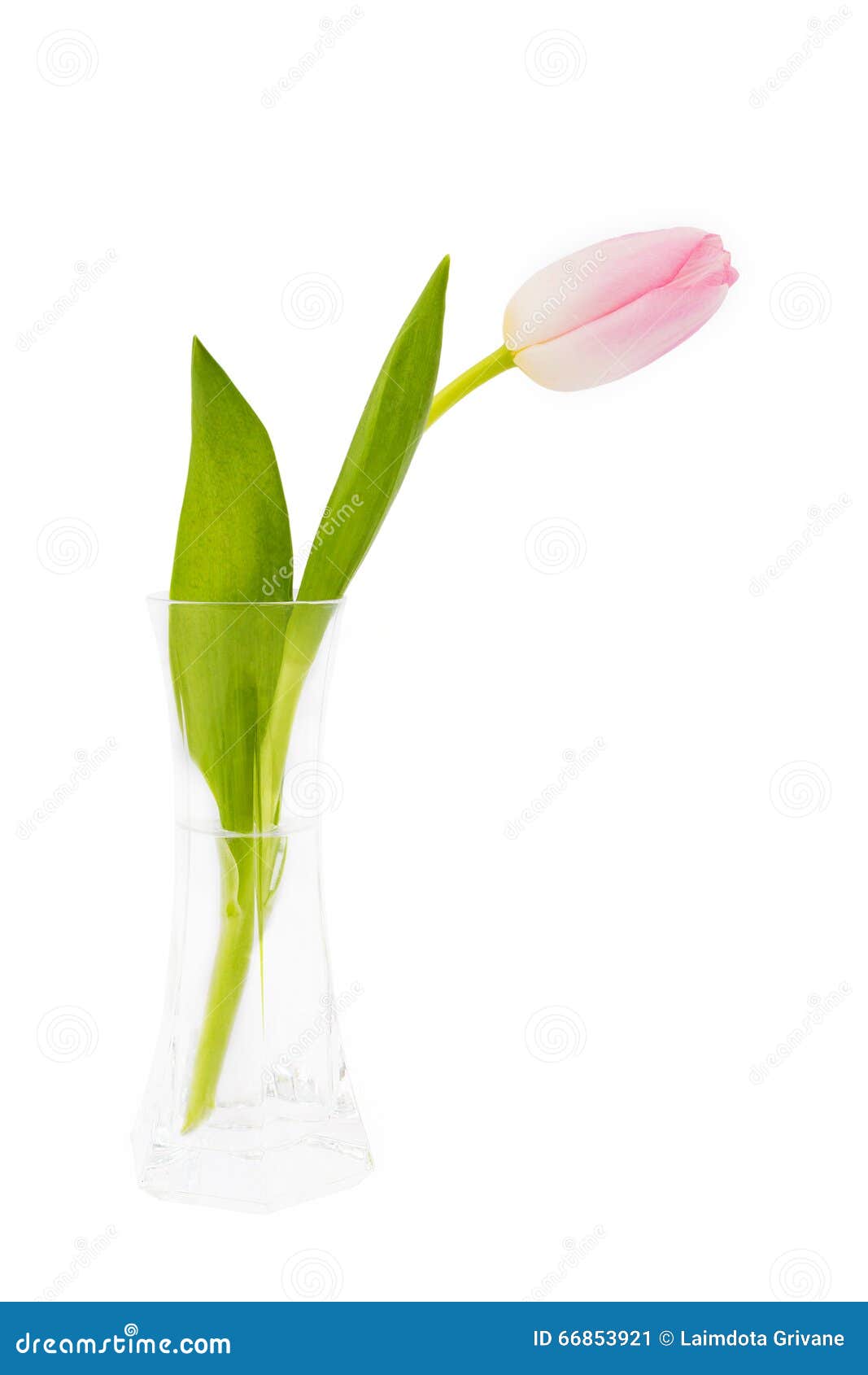 Single Pink Tulip in Vase Isolated Over White Stock Image Image of