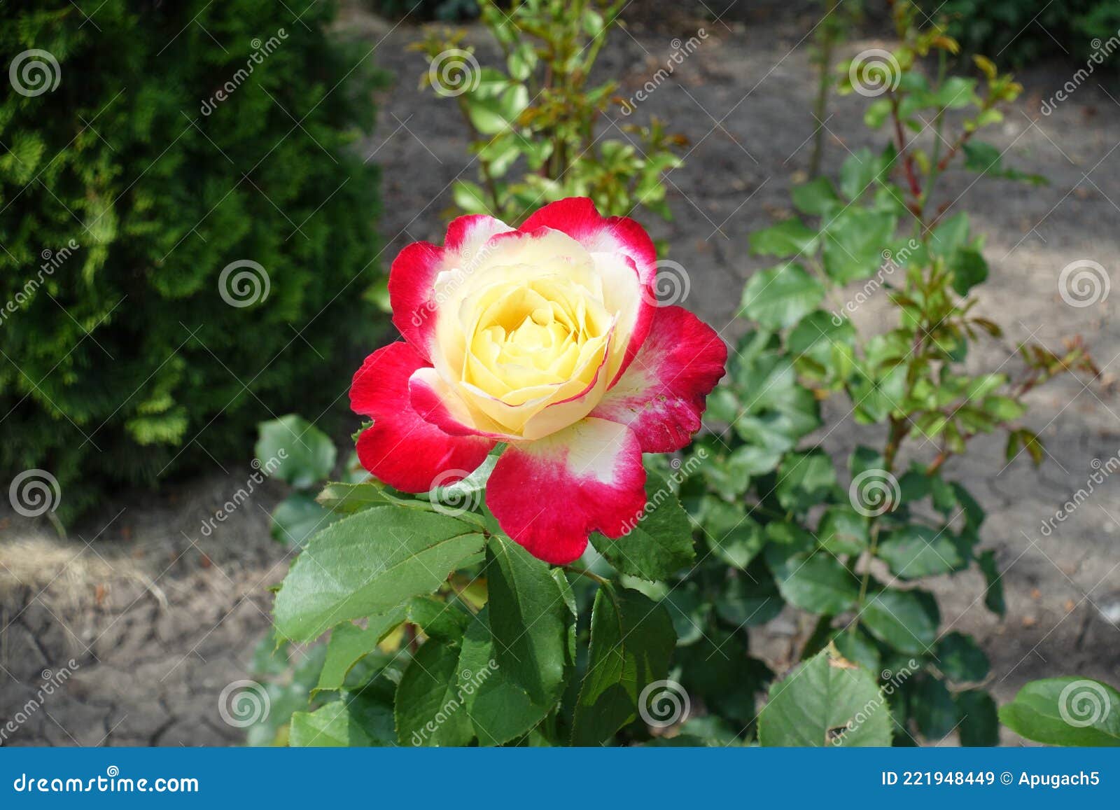Single Pink and White Flower of Rose in July Stock Image Image of