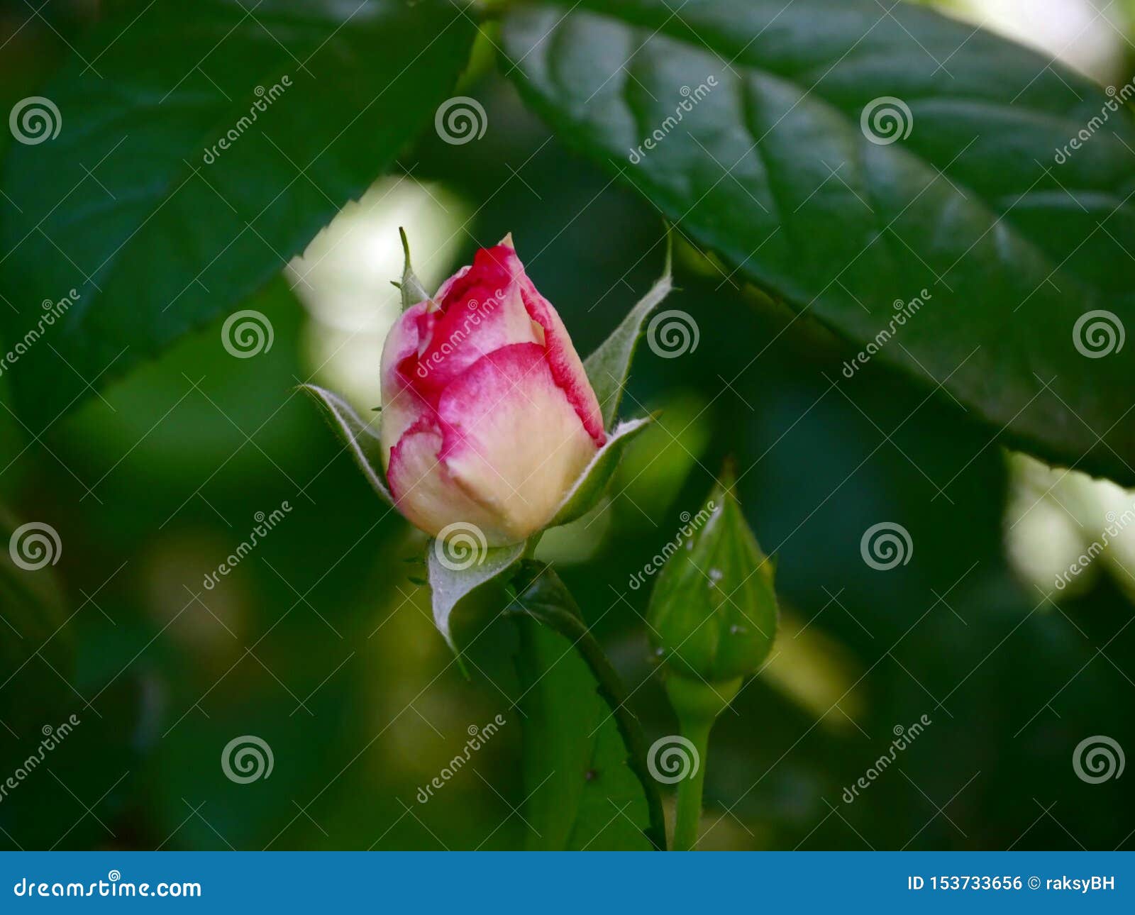 Single pink and white rose stock photo. Image of celebration 153733656