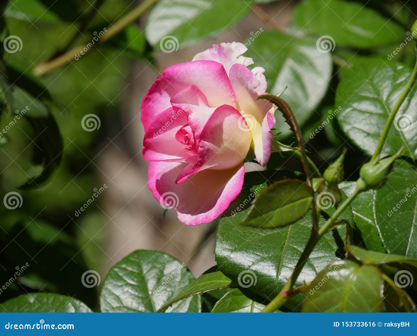 Single pink and white rose stock photo. Image of celebration 153733616