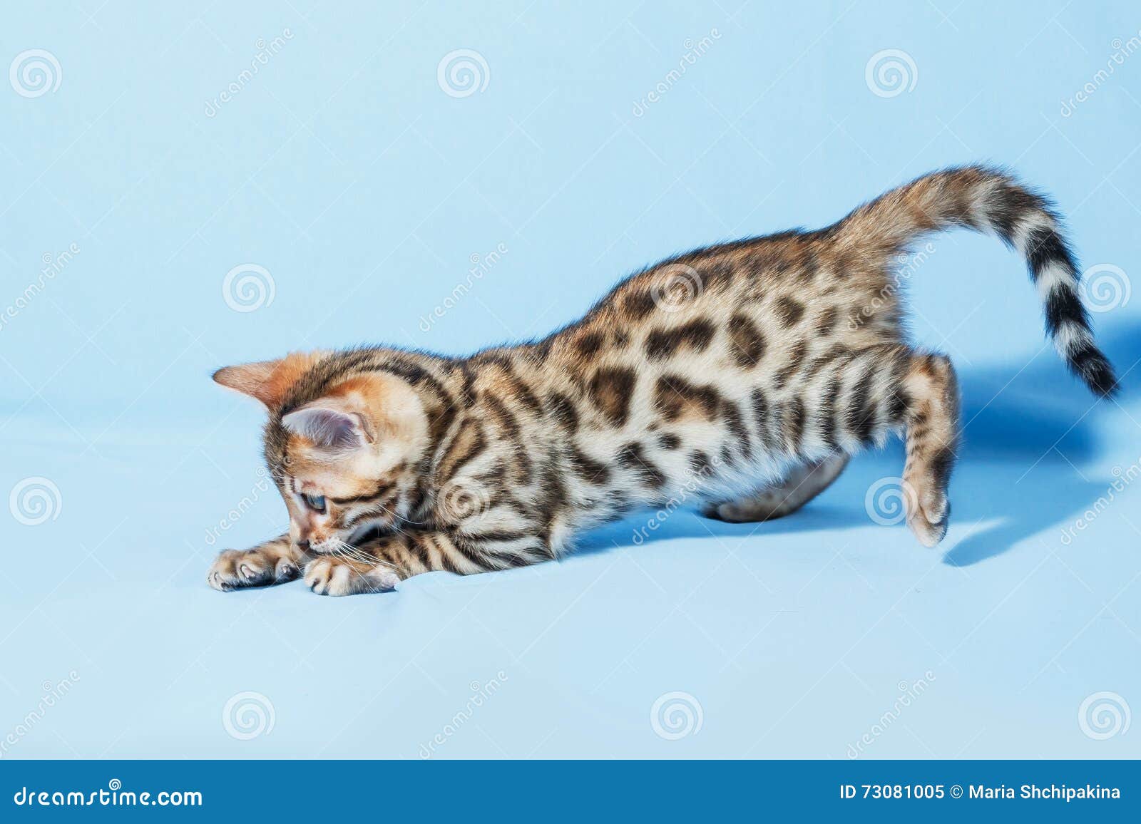 Single Playful Brown Spotted Bengal Kitten Stock Image Image Of Breeding Reddish
