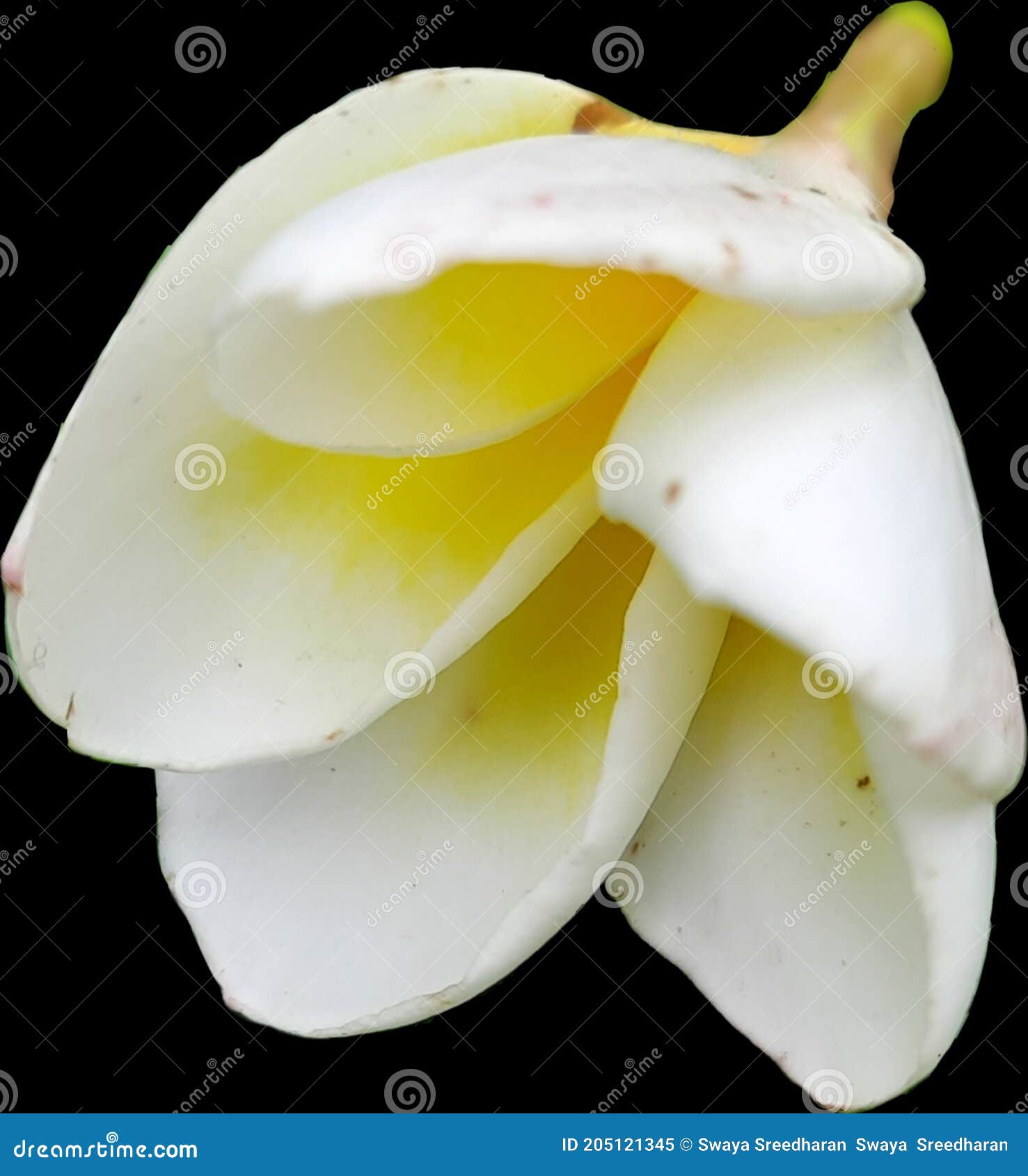 Single Plumeria Flower Wallpaper Image Transparent Background Stock Image - Image of plants, wallpaper: 205121345 Single Plumeria Flower Wallpaper Image Transparent Background Stock Image - Image of plants, wallpaper: 205121345
