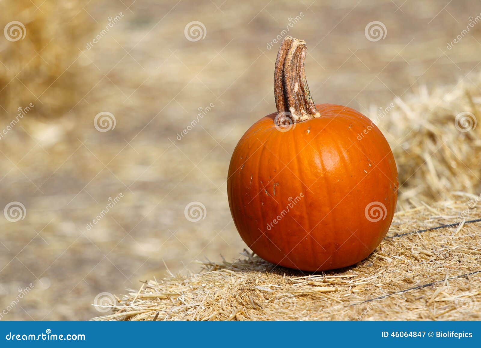 Single Pumpkin on Hay stock image. Image of arranged 46064847