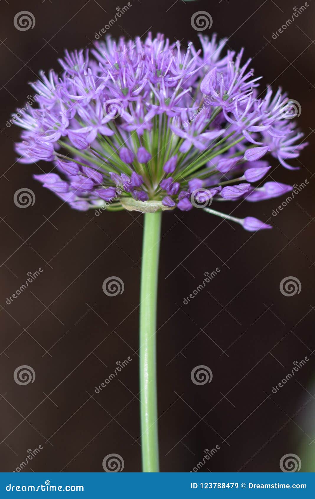 Single Purple Allium Stock Image Image Of Stem Allium 123788479