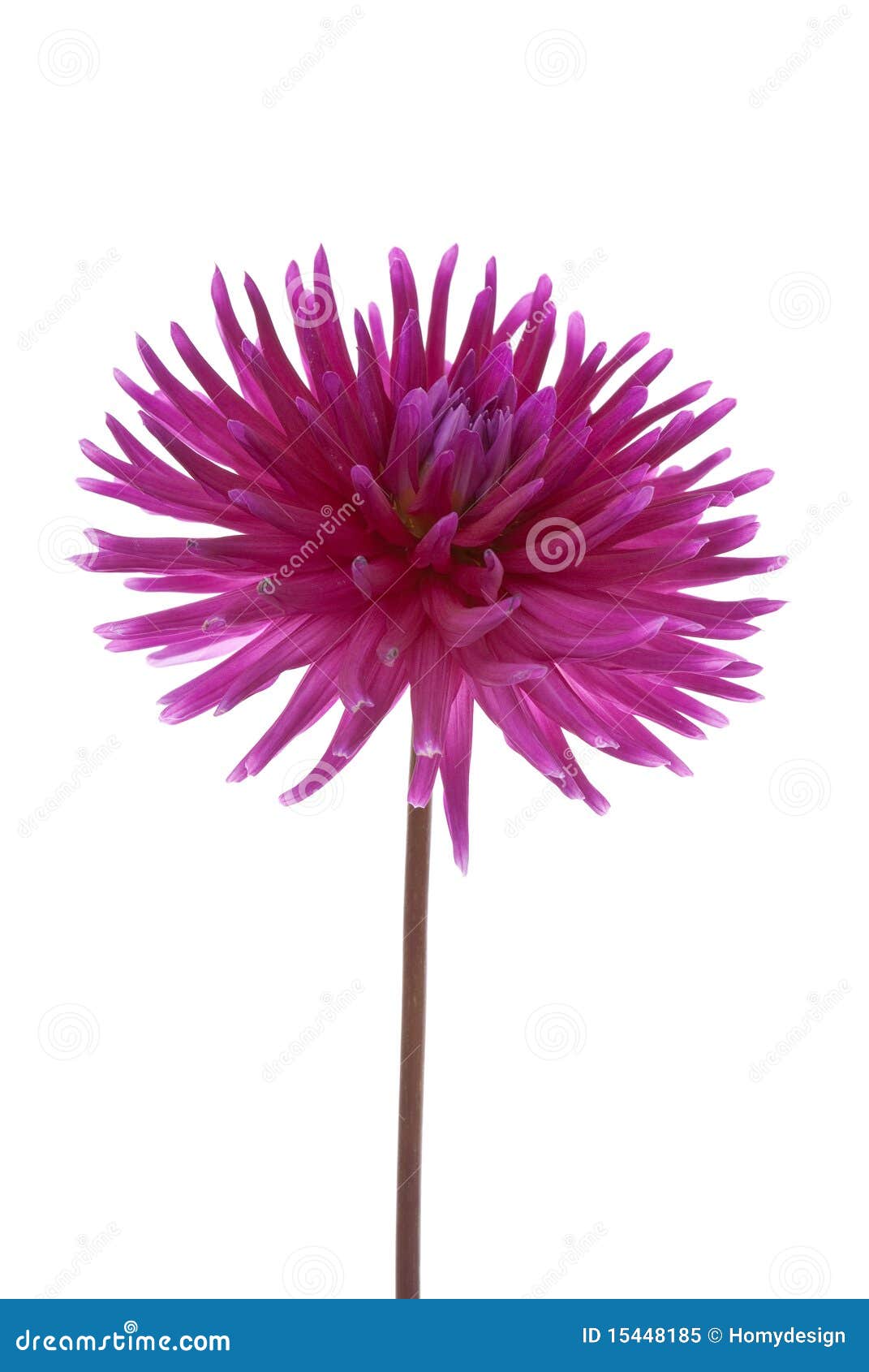 Single purple dalia flower stock image. Image of reflective - 15448185