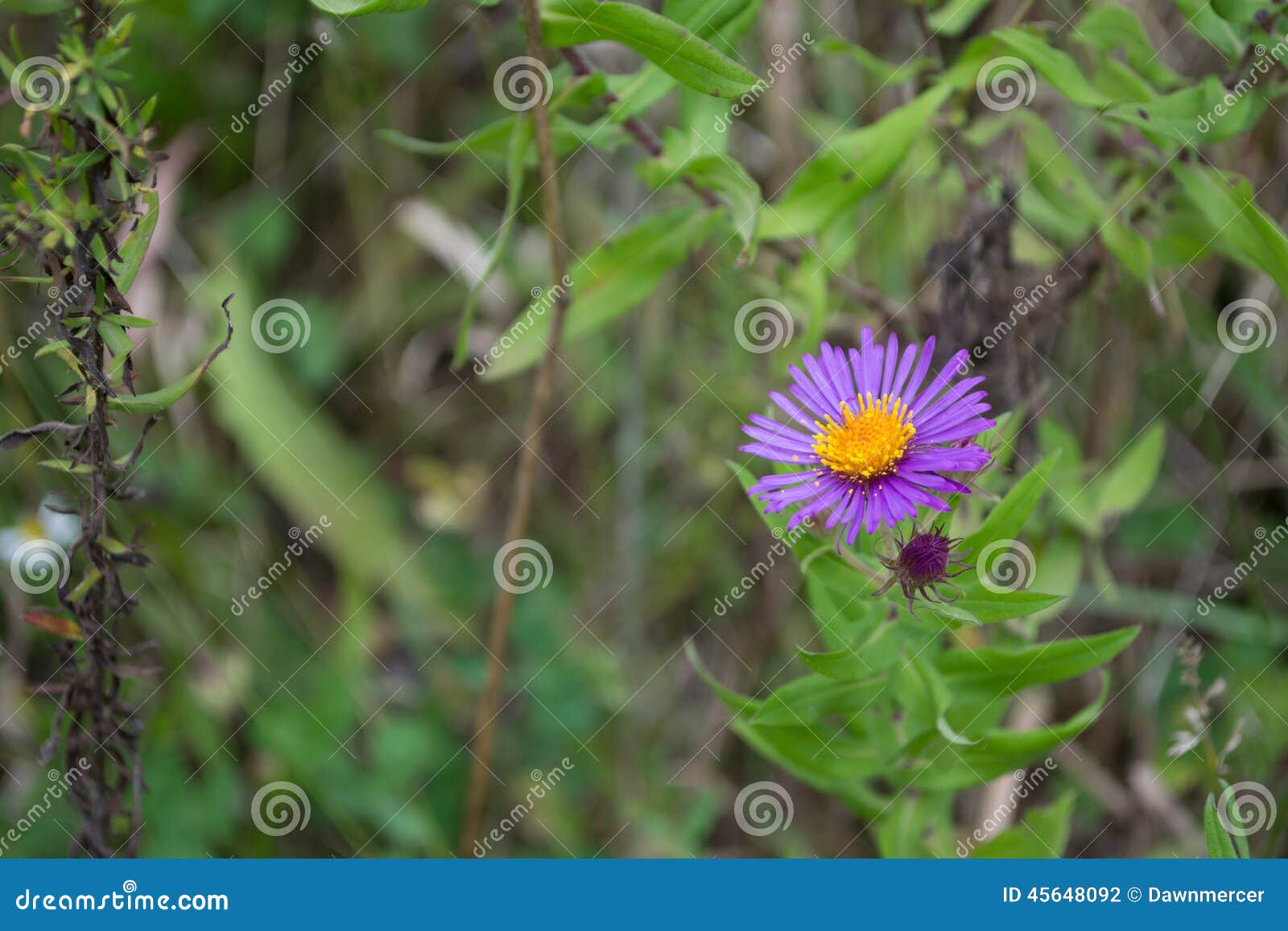 Single Purple New England Aster Wildflower Of Ontario Stock Photo Image Of Blue Delicate 45648092
