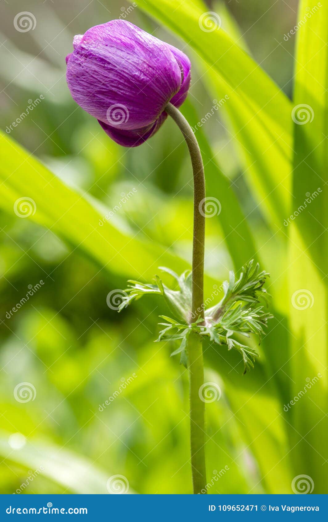 Single Purple Ornamental Anemone Coronaria De Caen in Bloom Stock Image -  Image of flower, bloom: 109652471