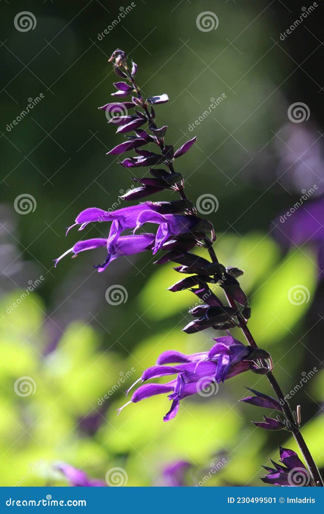 single purple salvia amistad flower