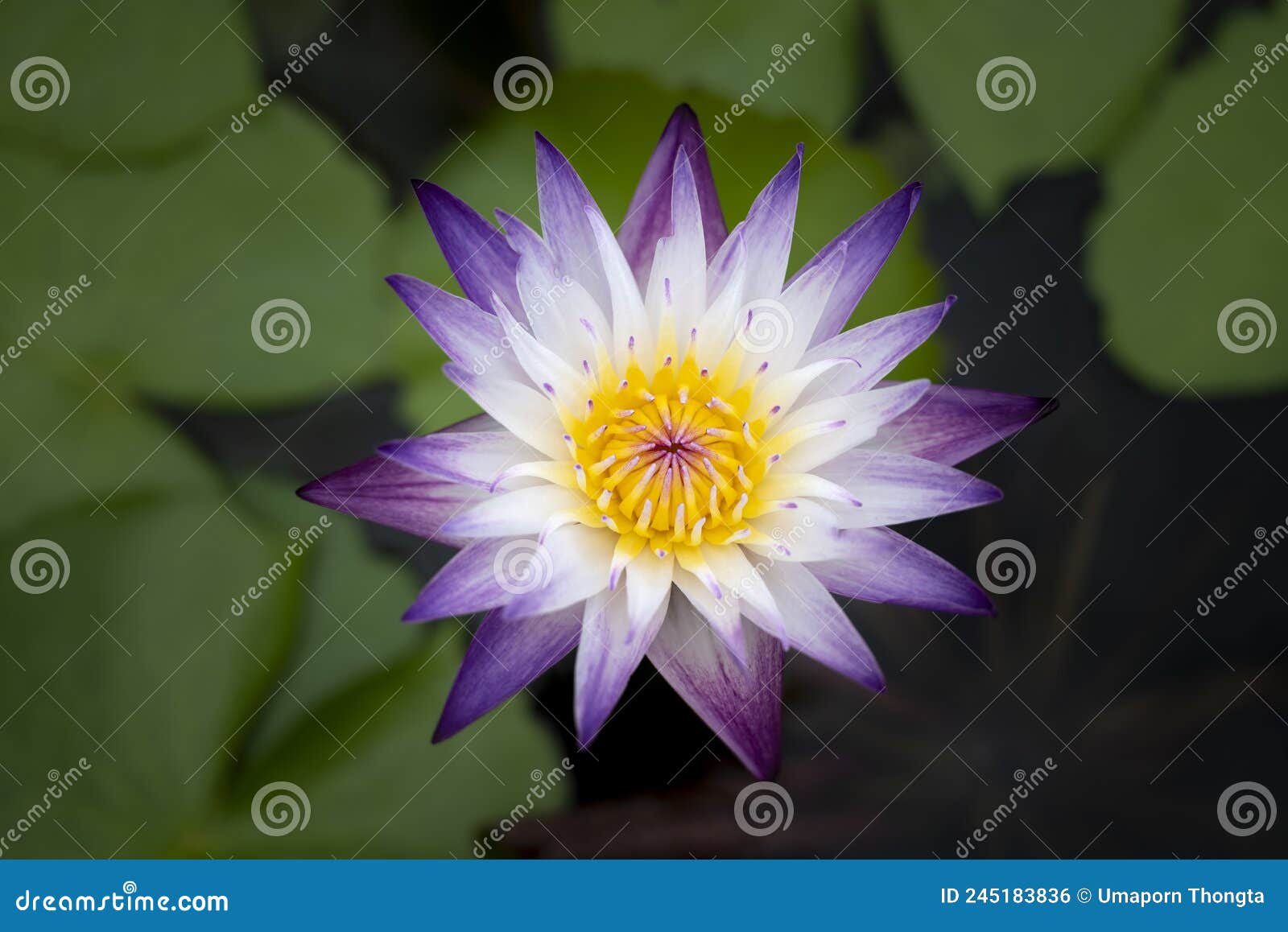 A Purple-white Lotus Flower with Yellow Pollen is Blooming in the Pool.  Water Lily Stock Photo - Image of daylight, head: 245183836