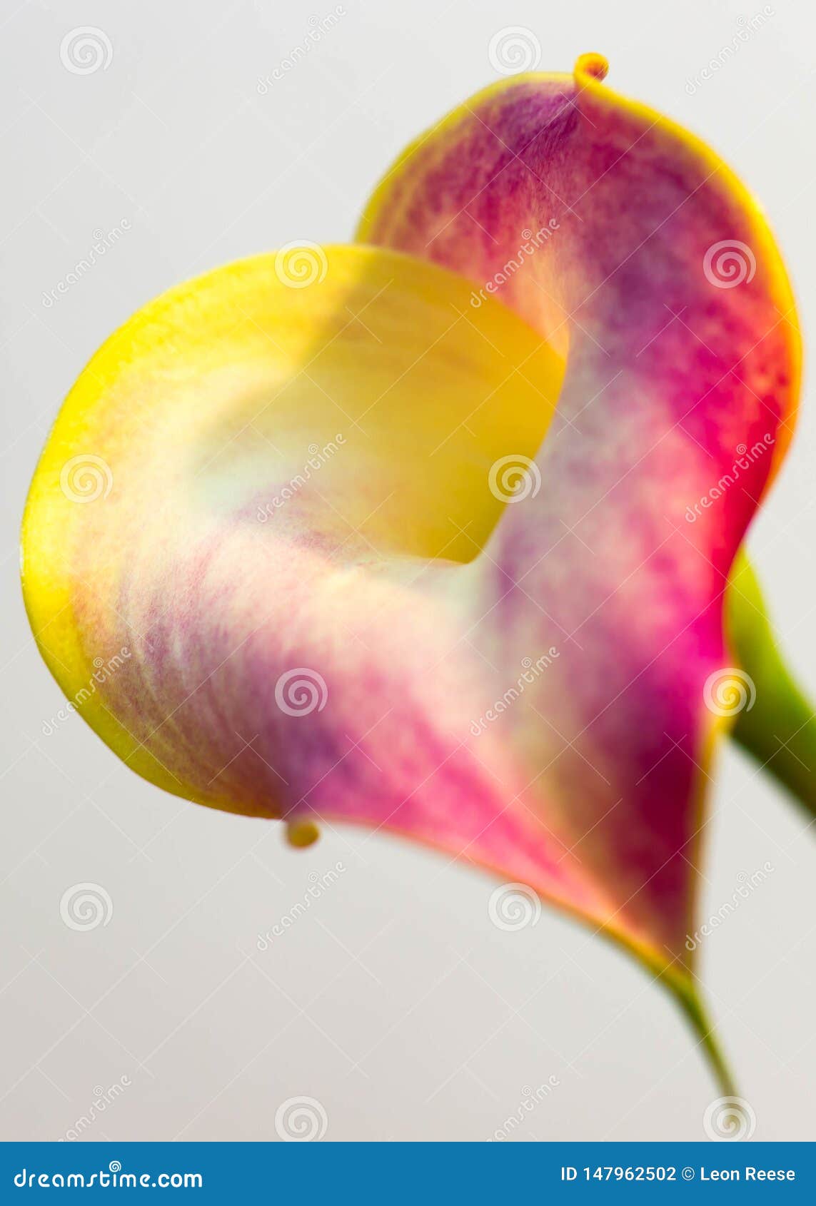 A Single Purple and Yellow Calla Lily Blooming in the Spring. Stock ...