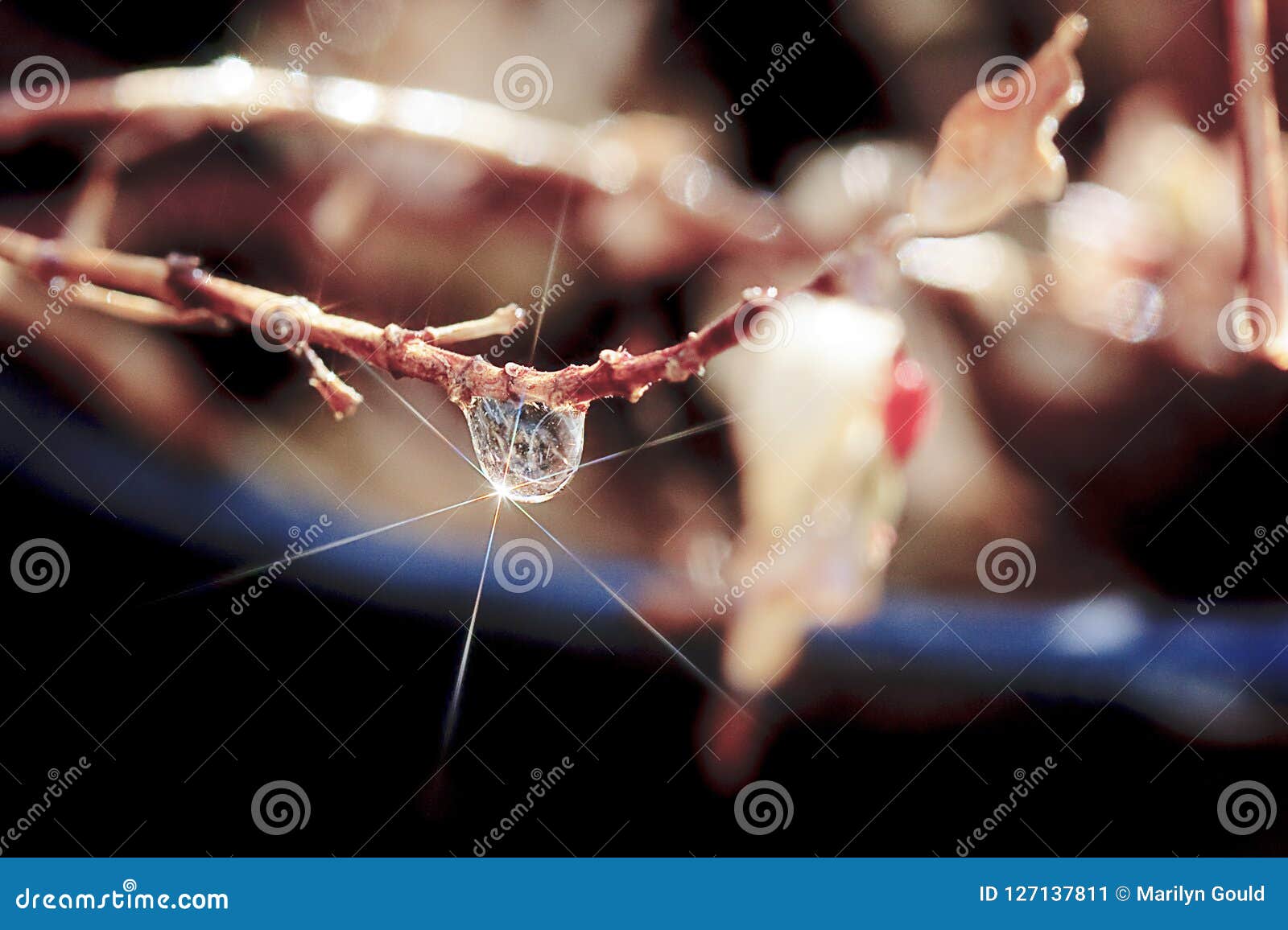 single raindrop with star on branch