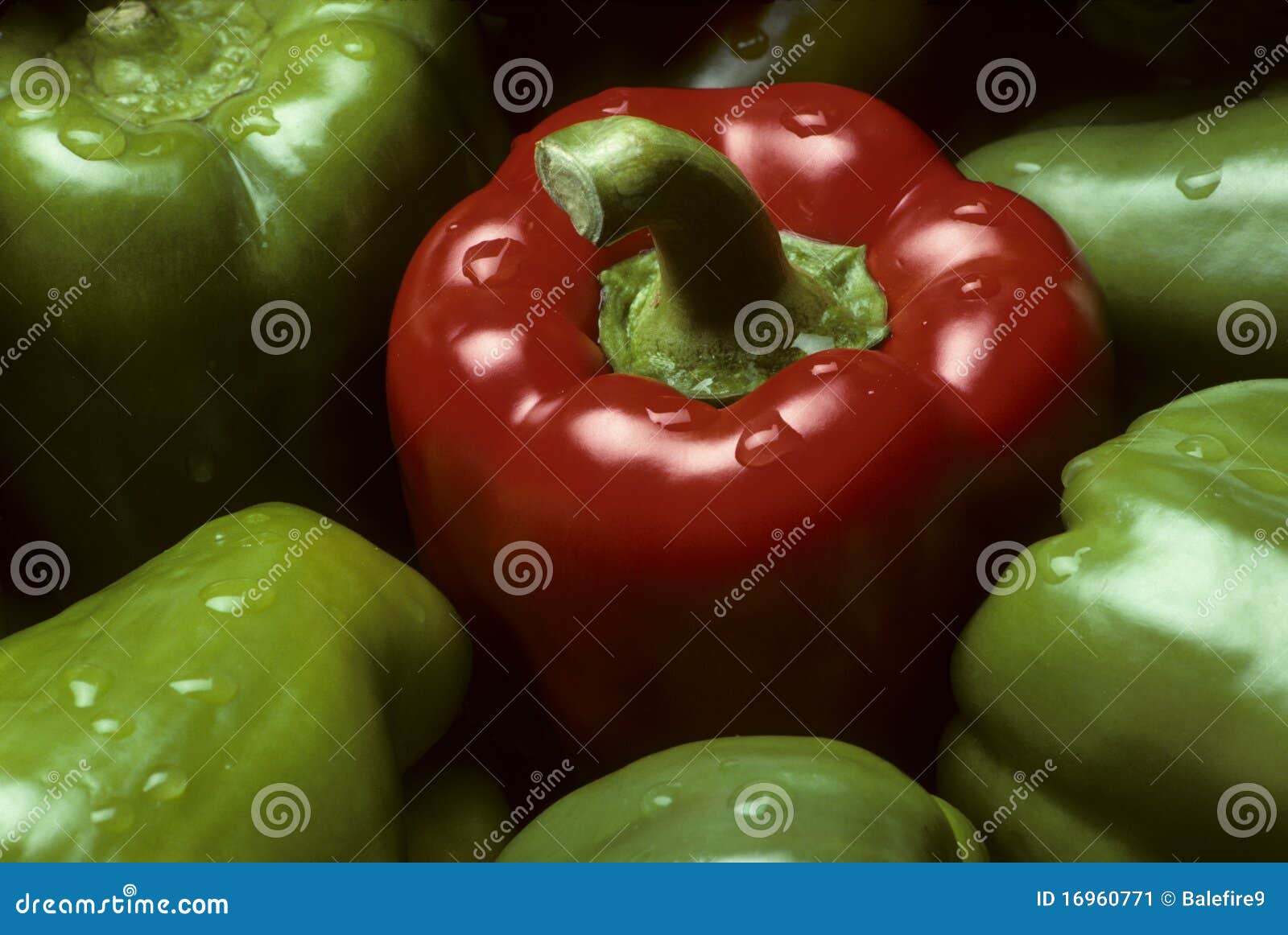 Single Red Bell Pepper among Green Peppers Stock Image Image of harvesting, plant 16960771