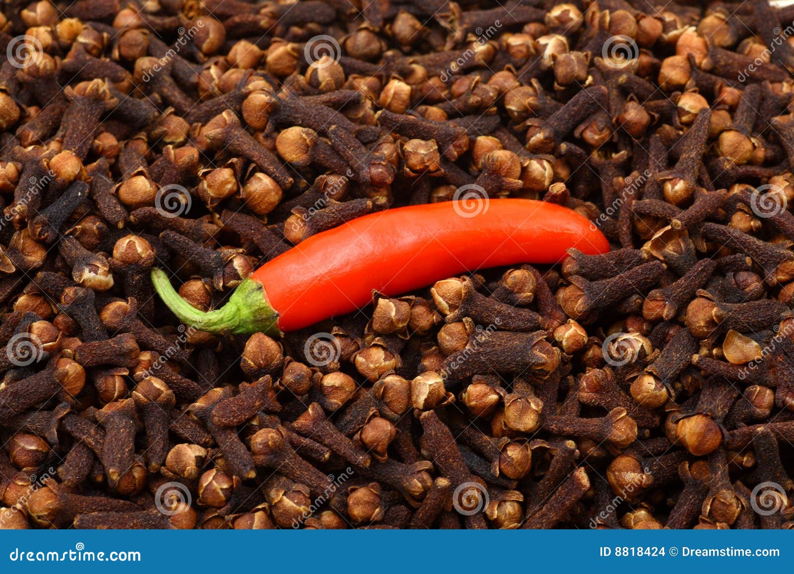 Single red chili on cloves stock photo. Image of season 8818424