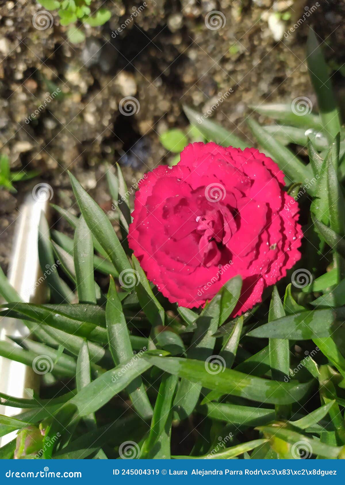 a single red dianthus clavel with dew drops. un clavel rojo con gotas de rocÃÂ­o