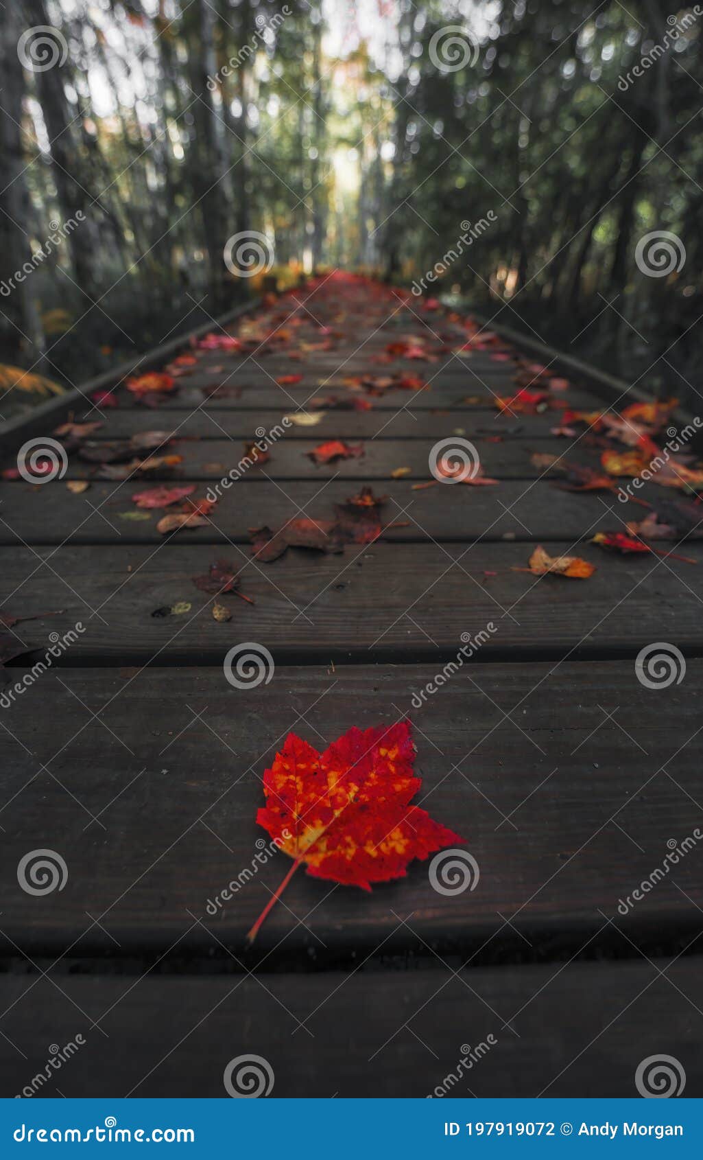 single red maple leaf on trail