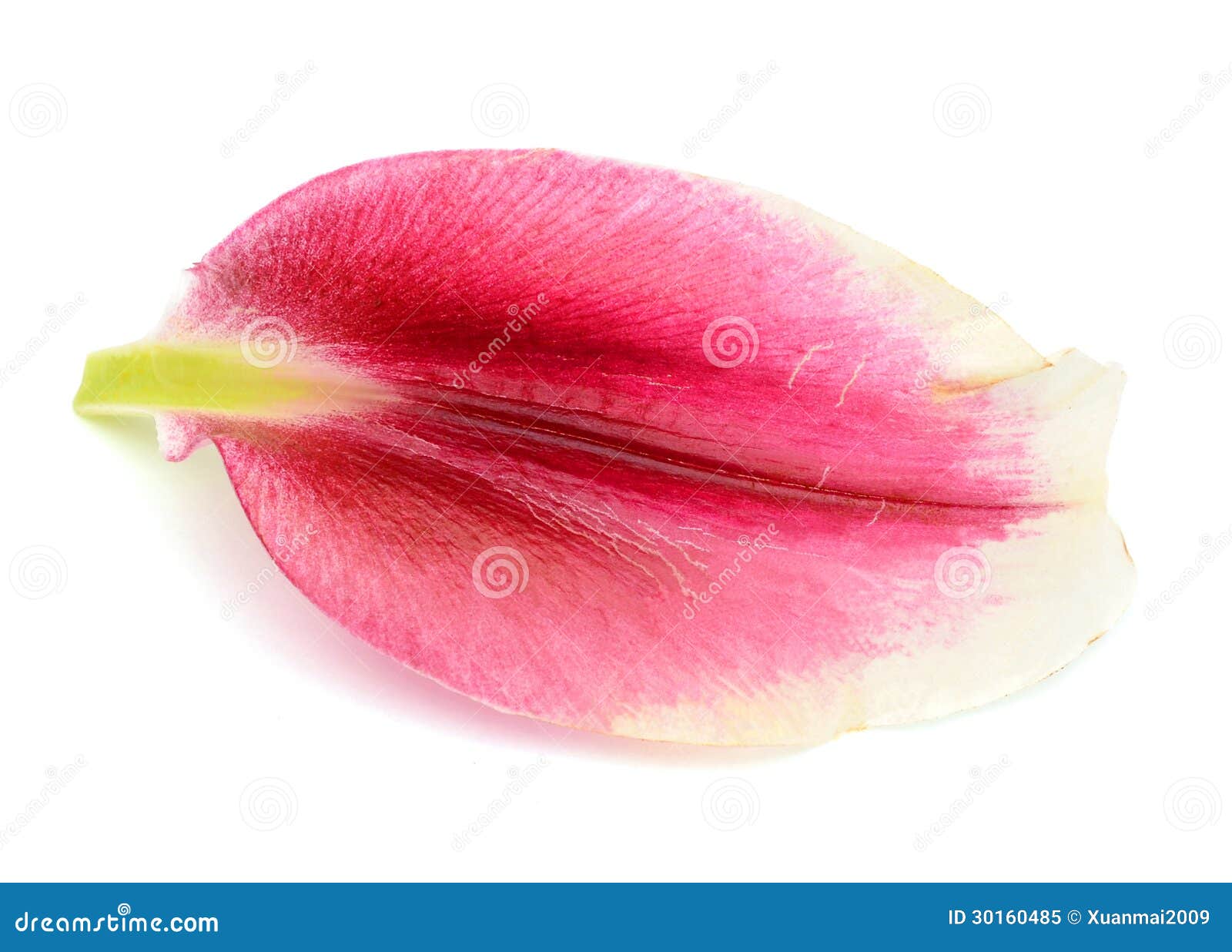 single flower petal texture