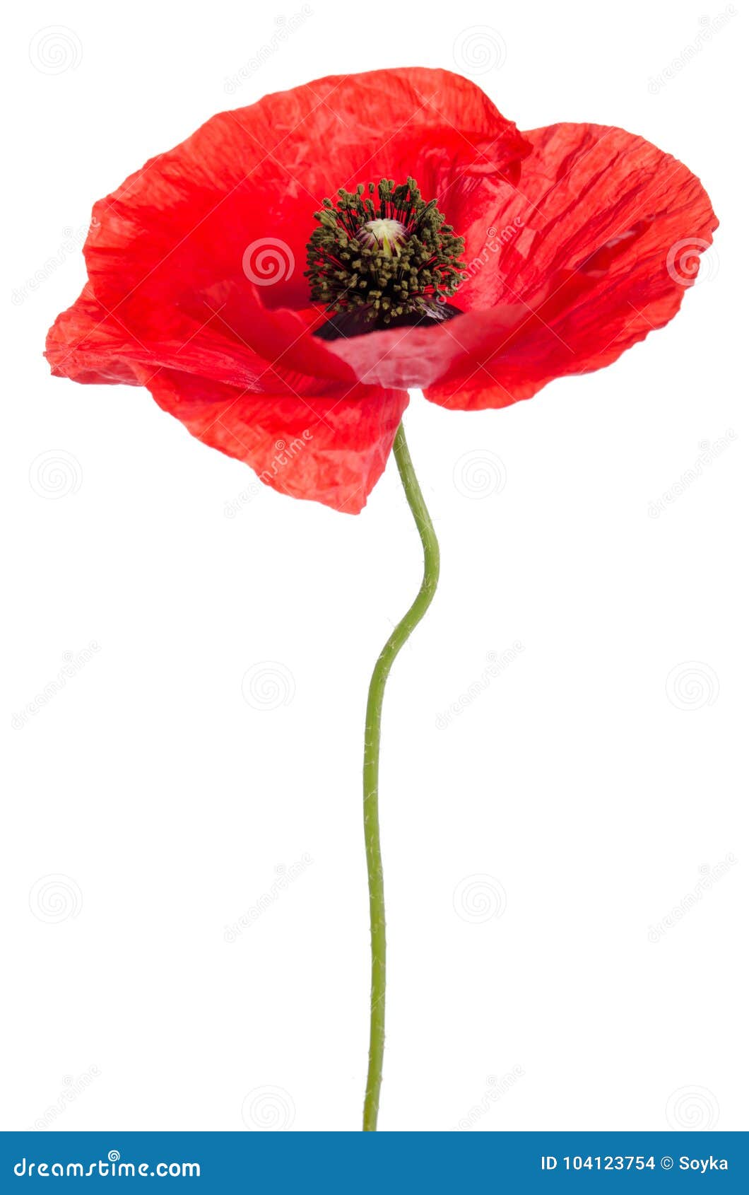 Single red poppy stock photo. Image of decorative, bright - 104123754