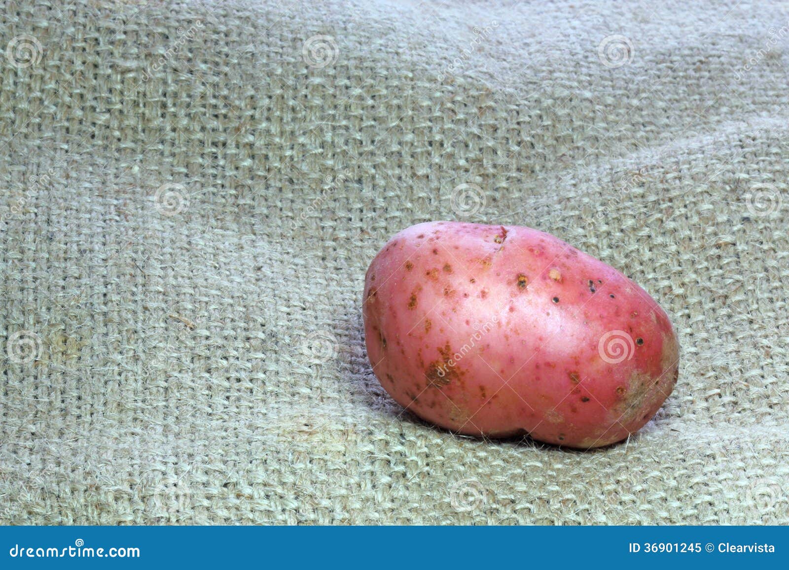 Single Red Potato with Hessian Backing. Stock Image Image of food