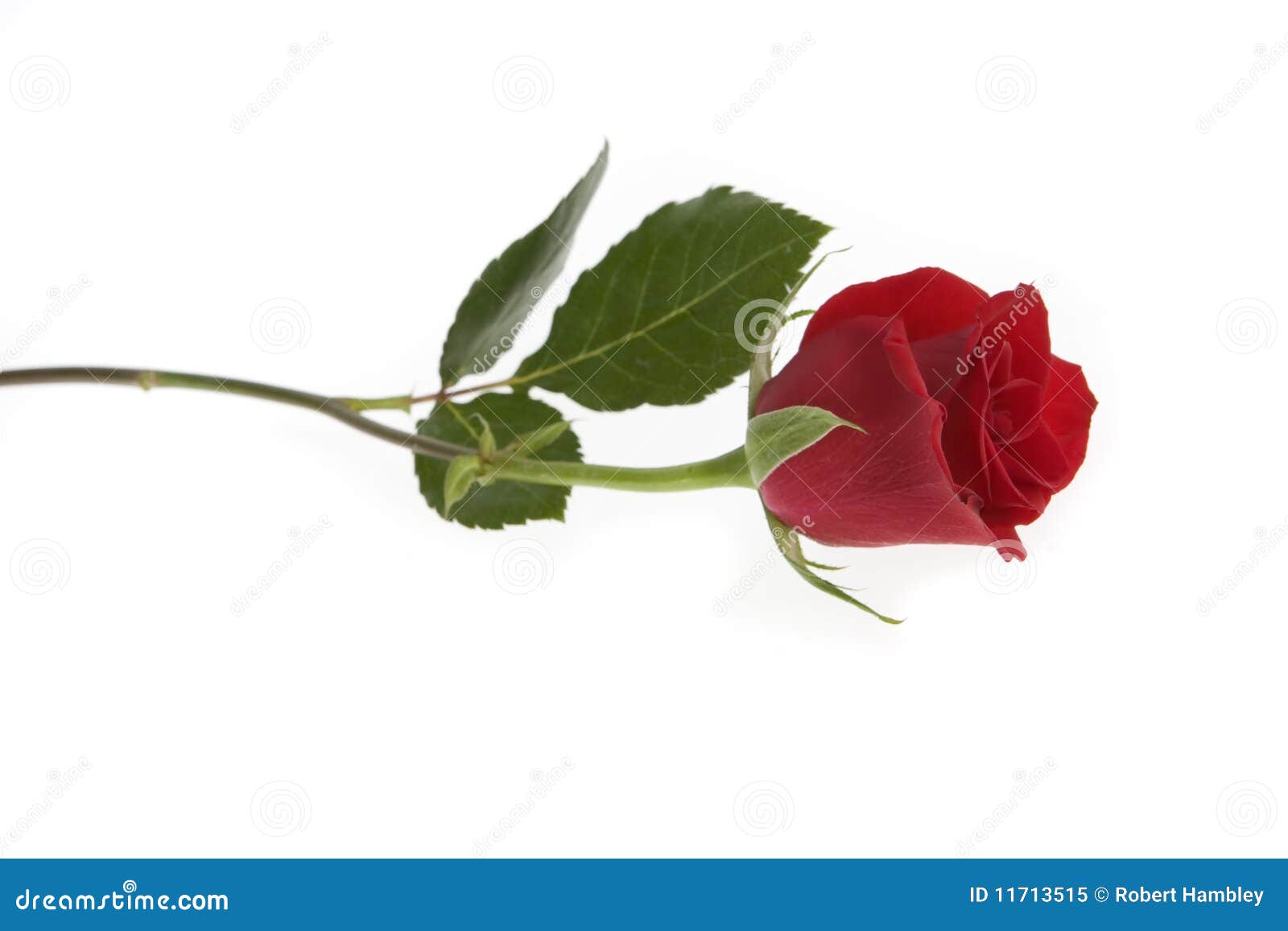 single red rose