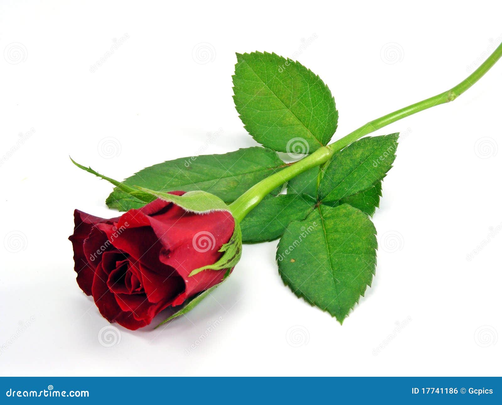 A single red rose stock photo. Image of valentine, love 17741186