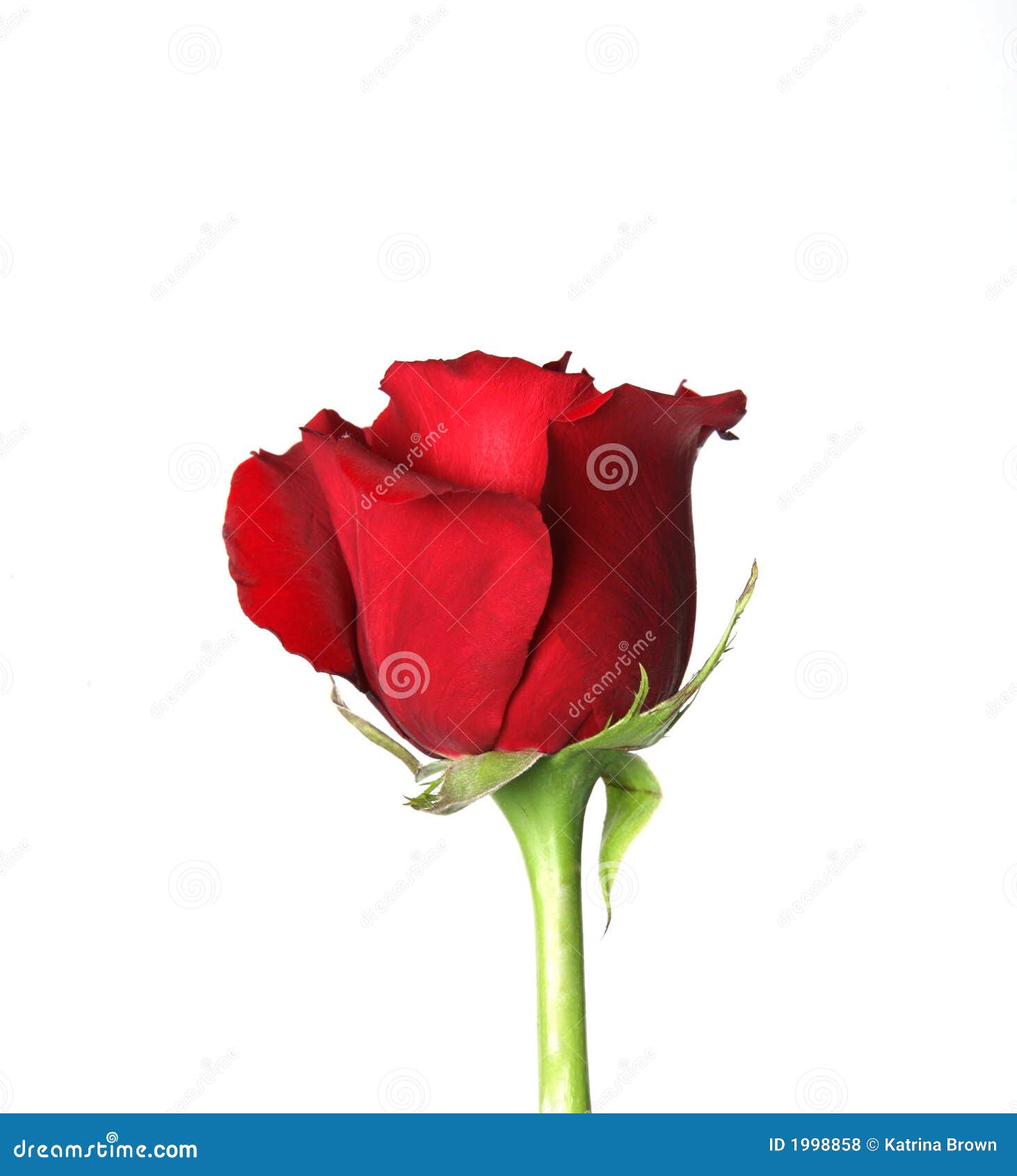 Single Red Rose Stock Photo Image Of Color Love Holiday 1998858