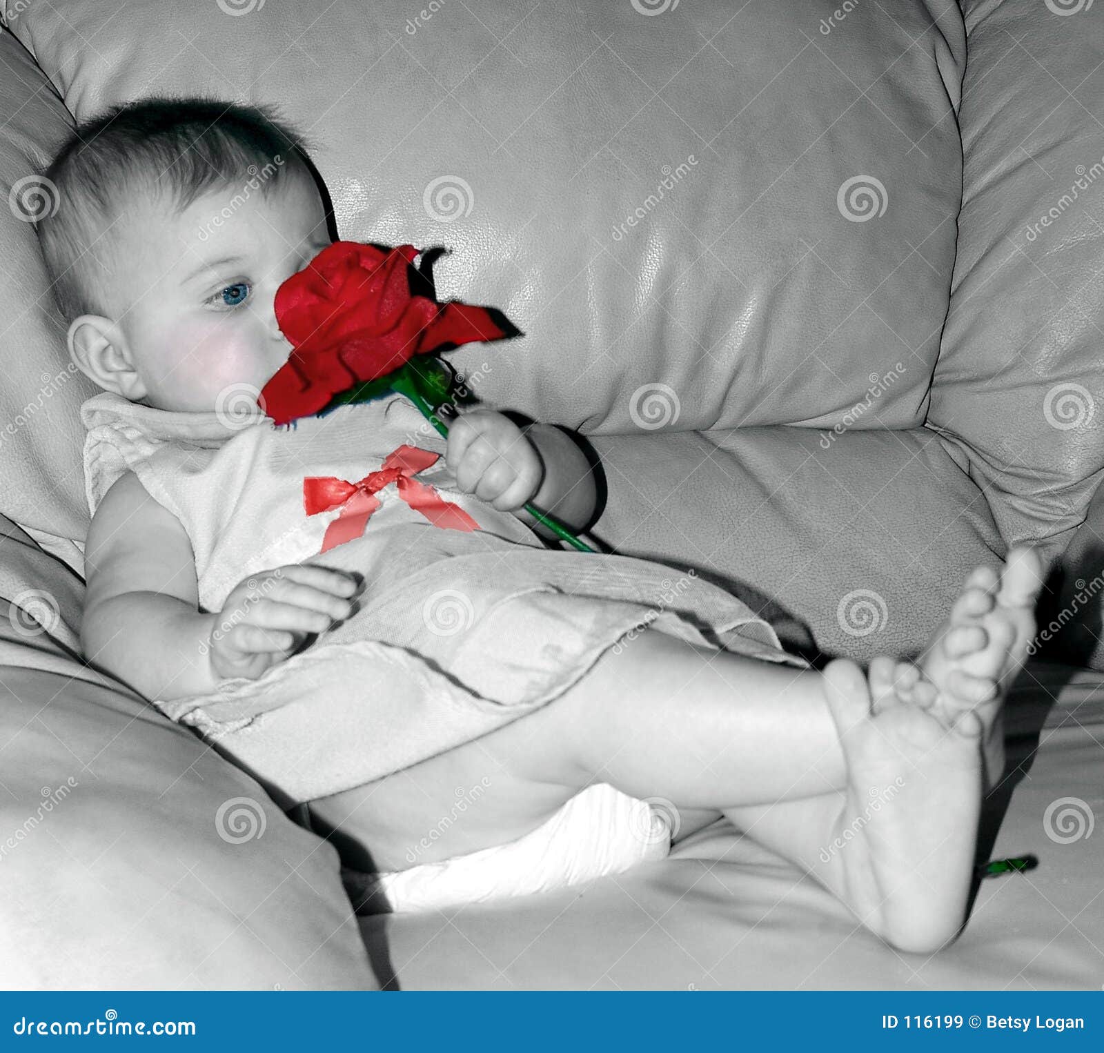 Single Red Rose for Baby stock image. Image of flower, delightful 116199