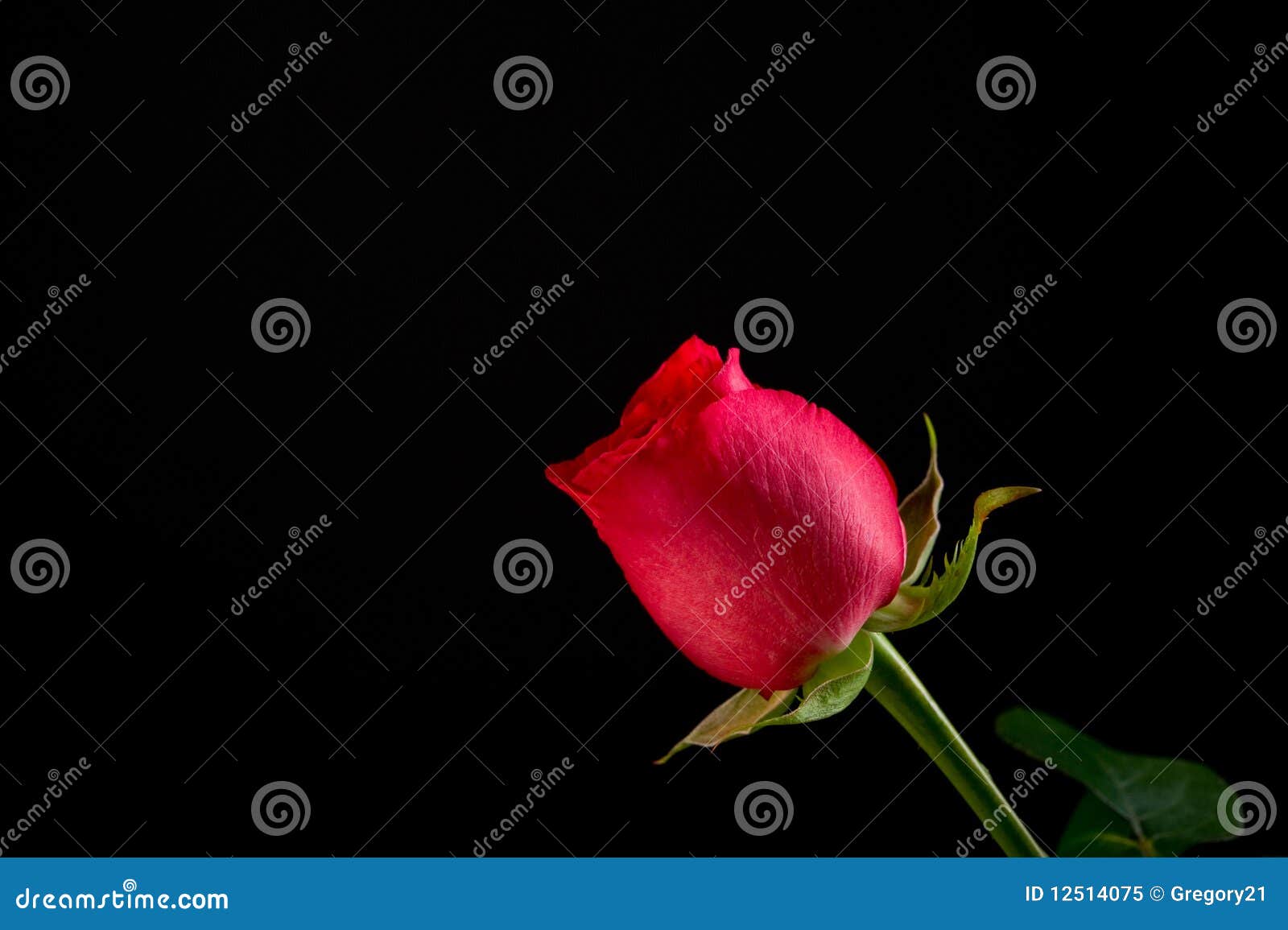 62,436 Red Rose Black Background Stock Photos - Free & Royalty-Free Stock  Photos from Dreamstime